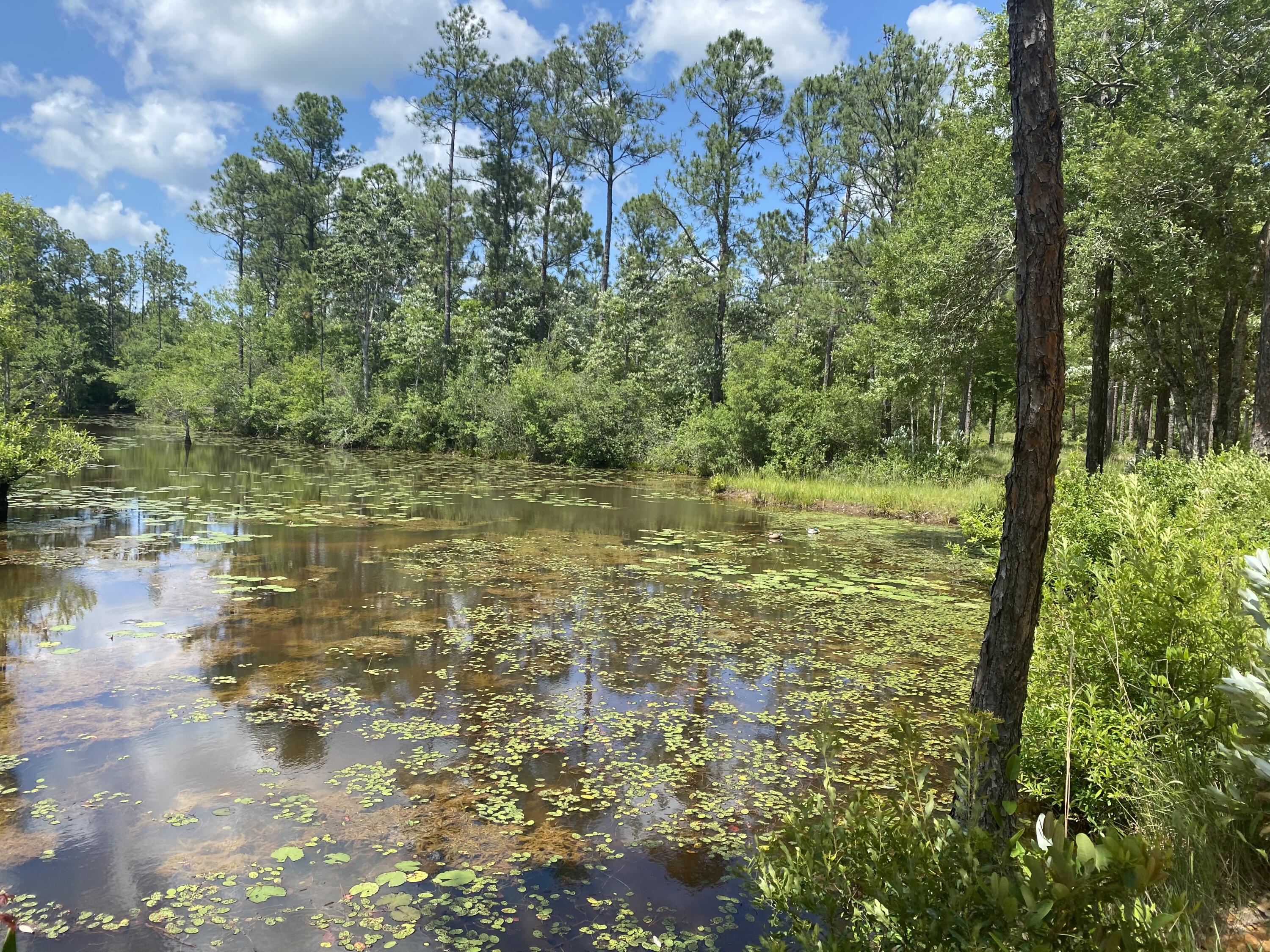 WALTON PLANTATION - Land