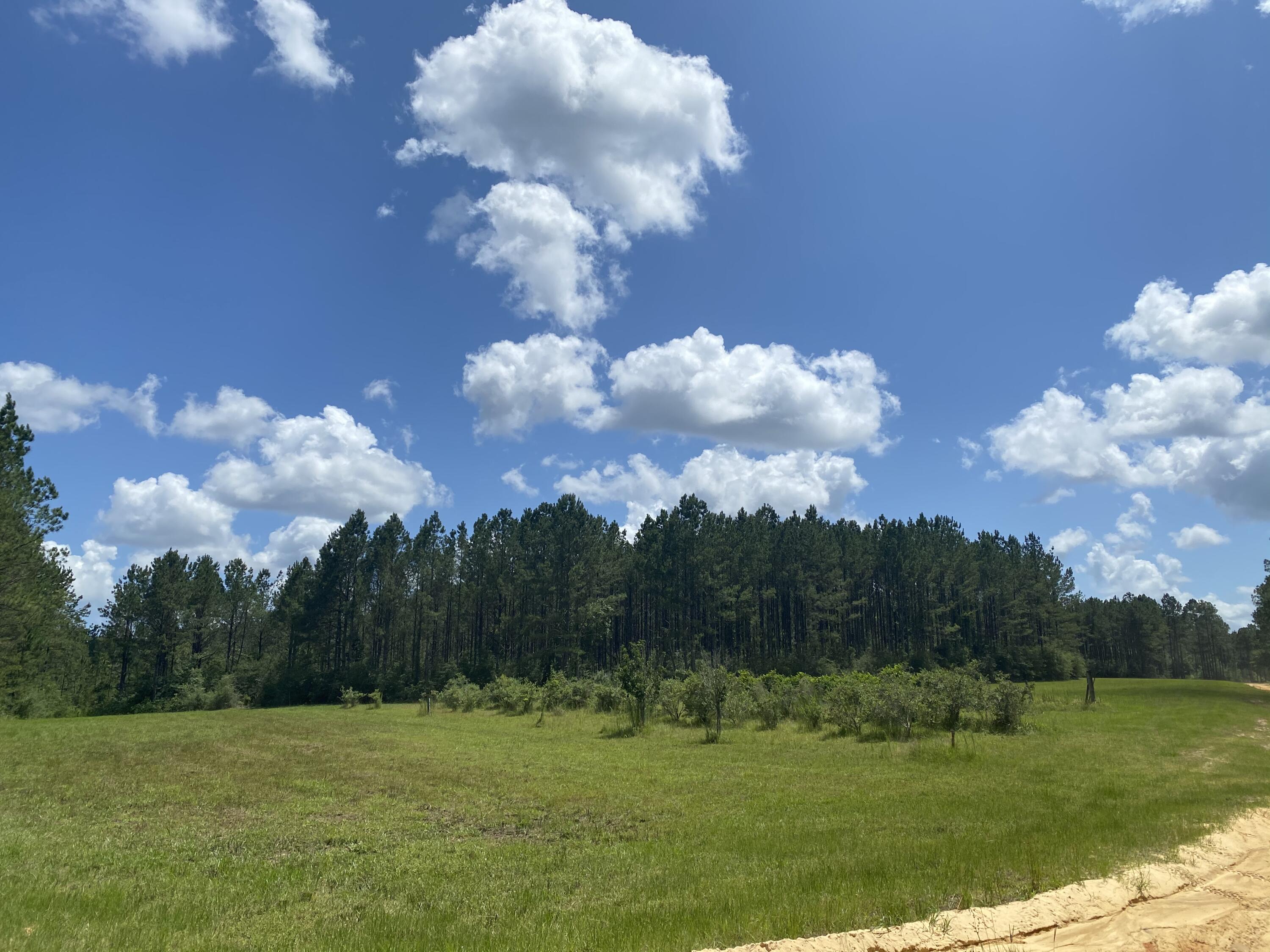 WALTON PLANTATION - Land