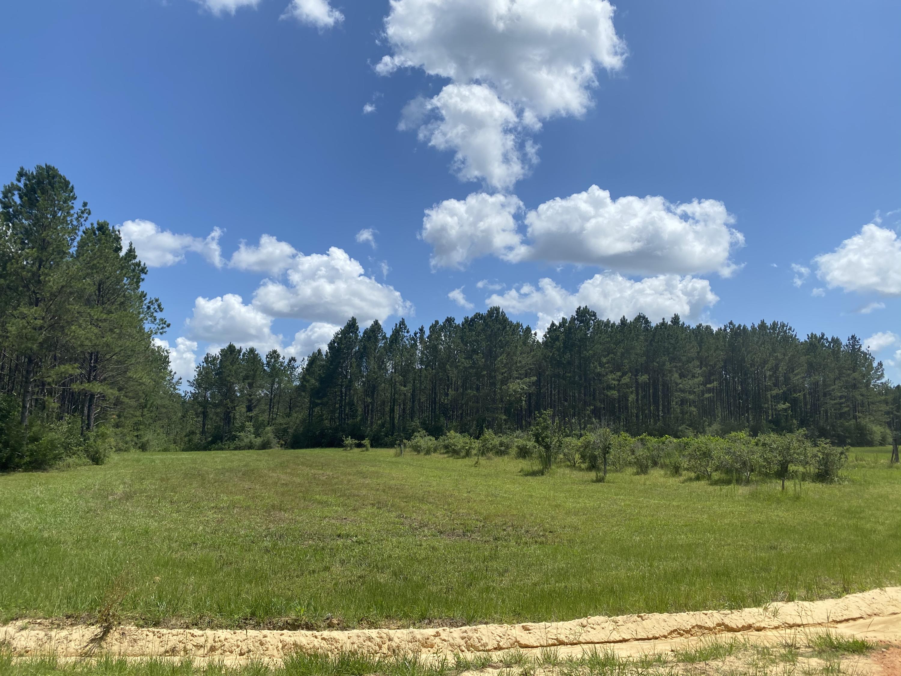 WALTON PLANTATION - Land