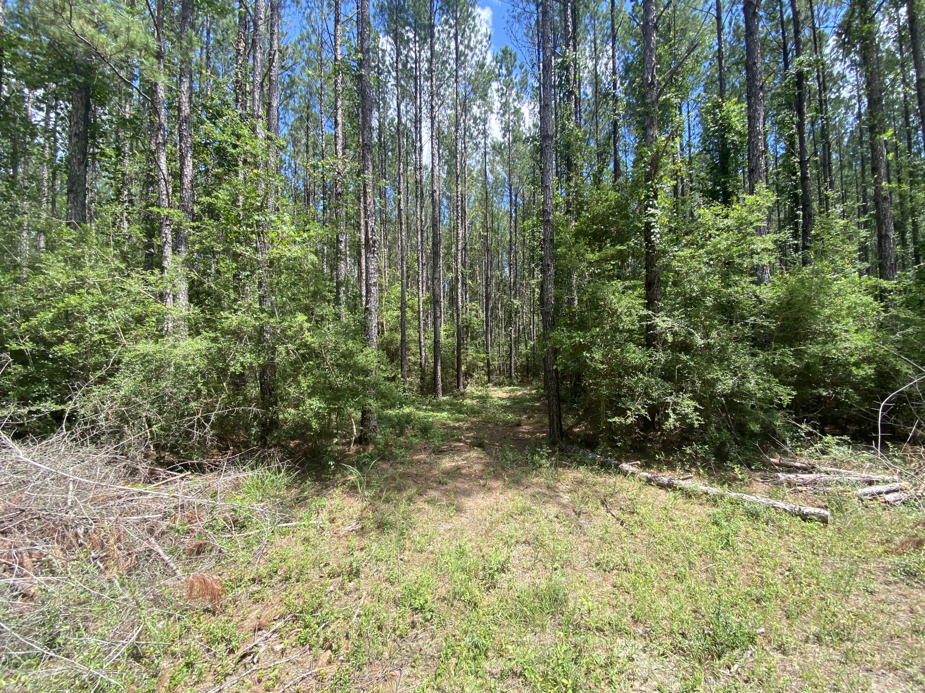 WALTON PLANTATION - Land