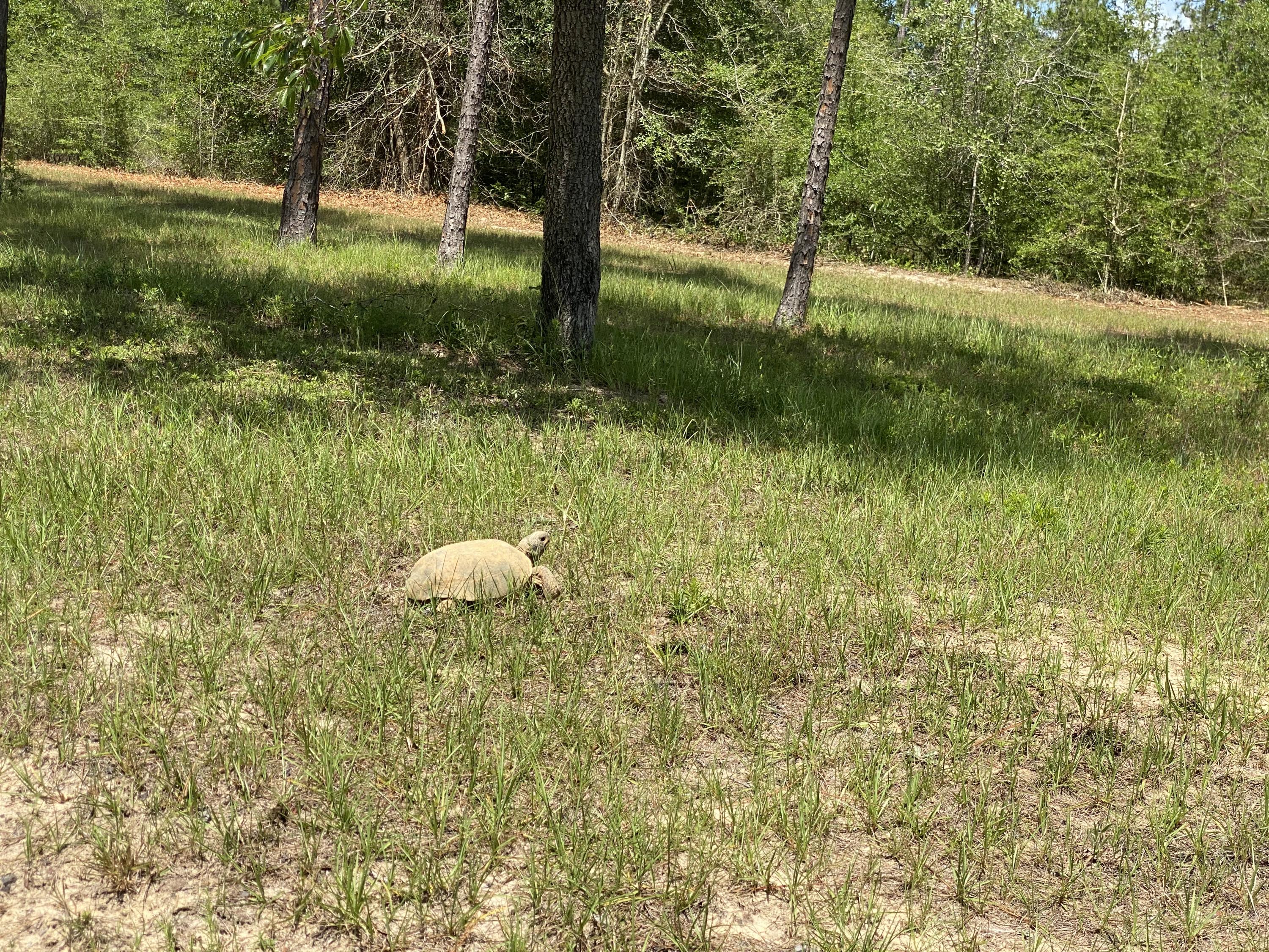 WALTON PLANTATION - Land