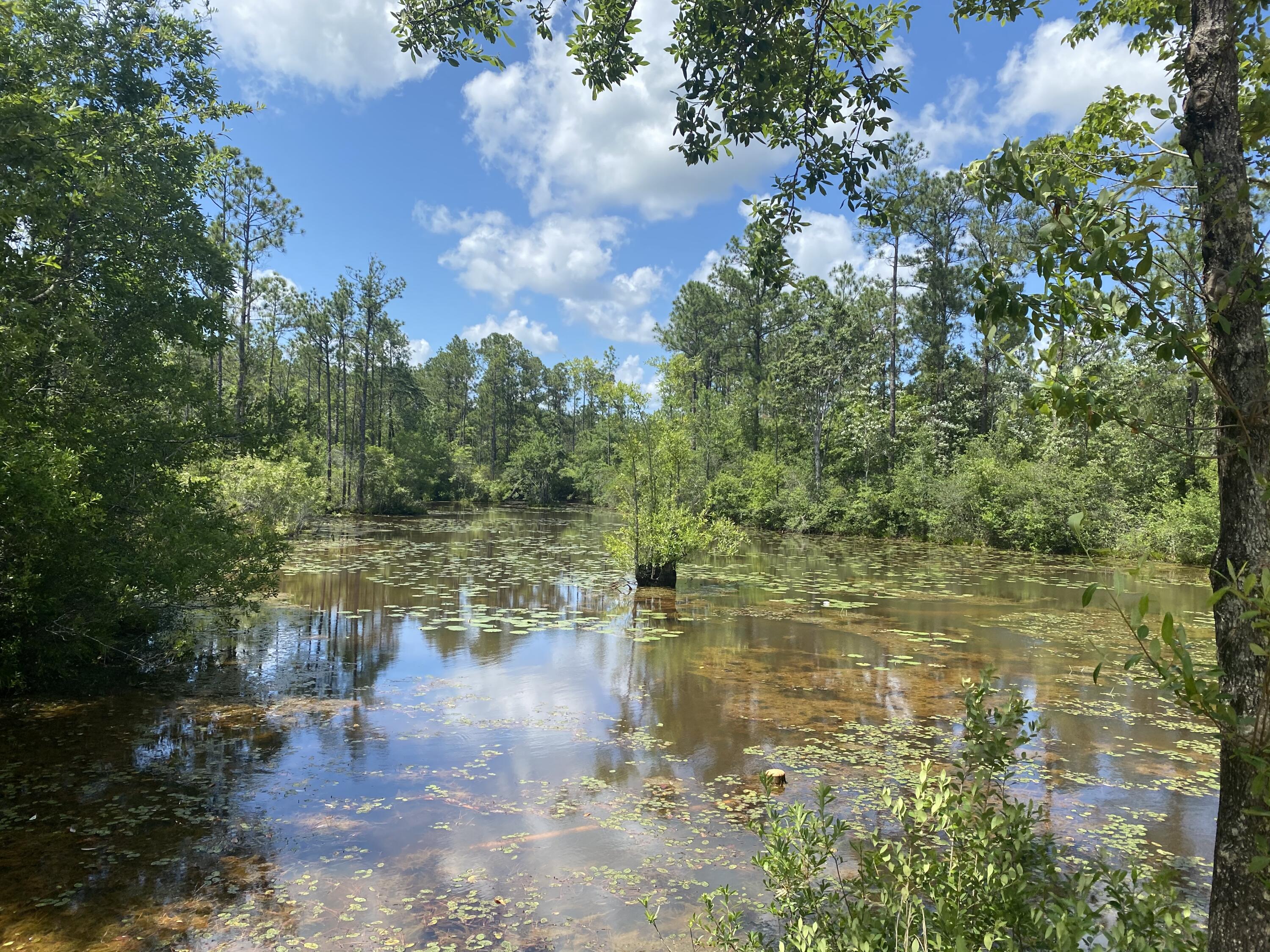 WALTON PLANTATION - Land