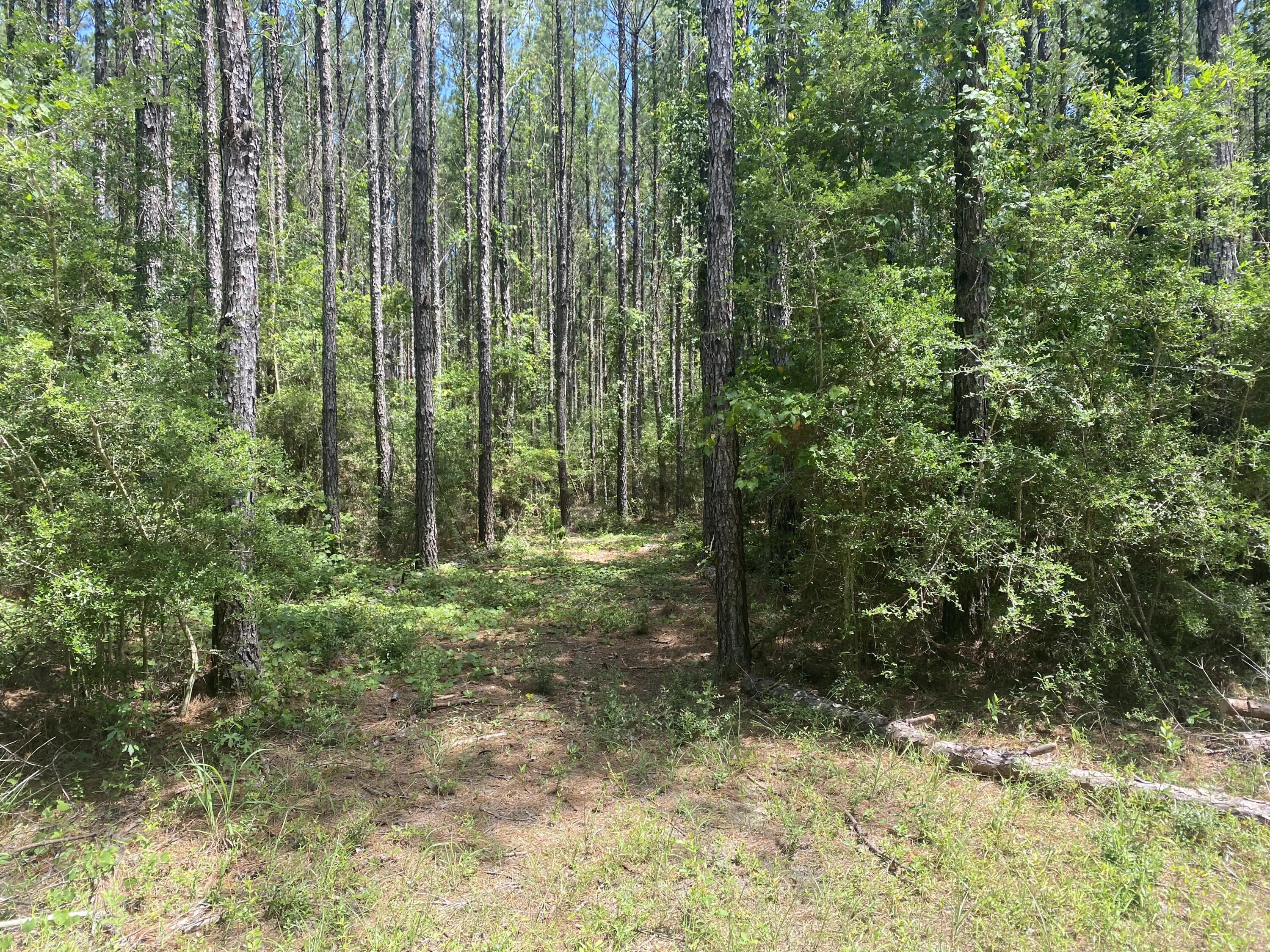 WALTON PLANTATION - Land