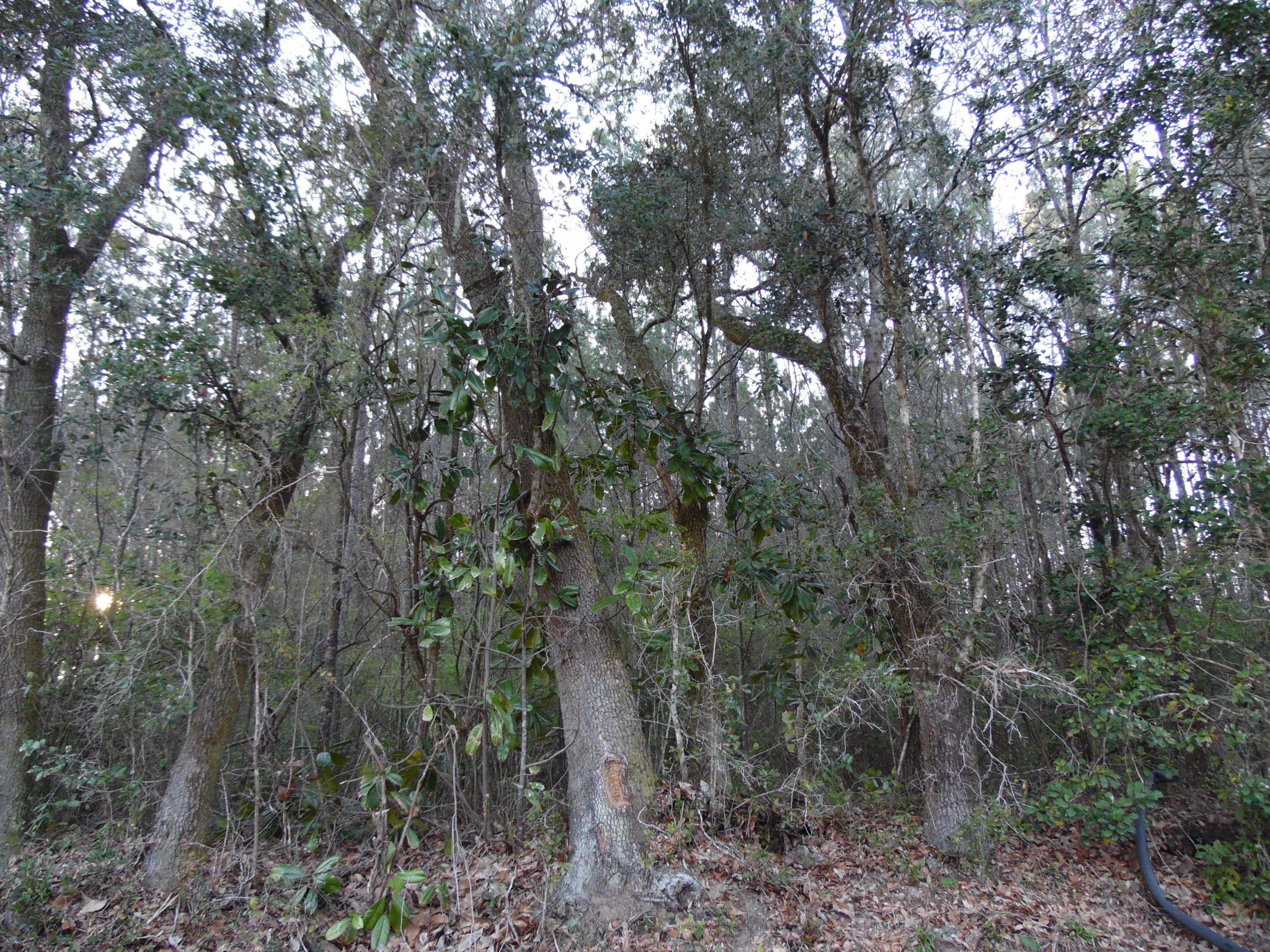 METES & BOUNDS - Land