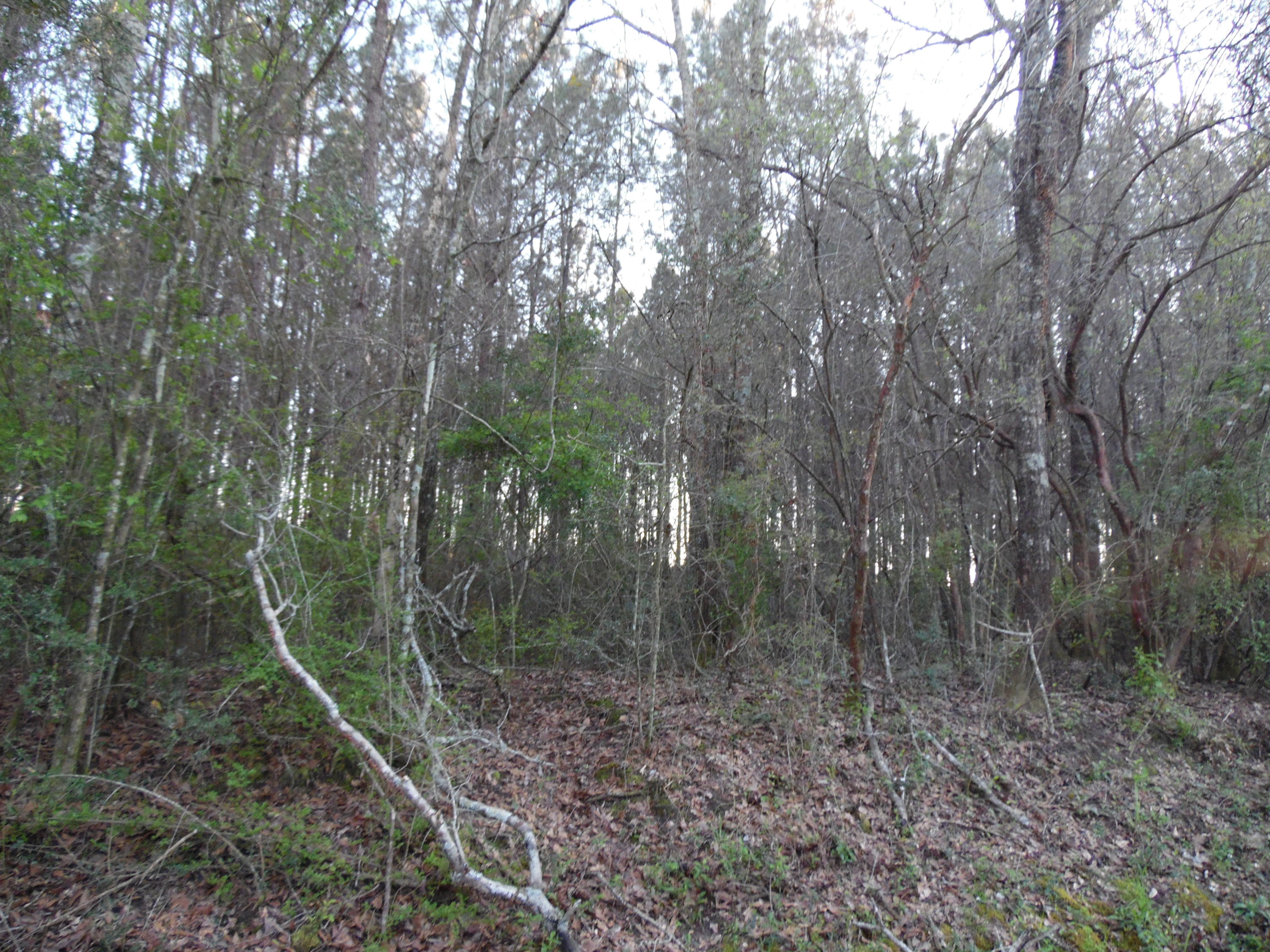 METES & BOUNDS - Land