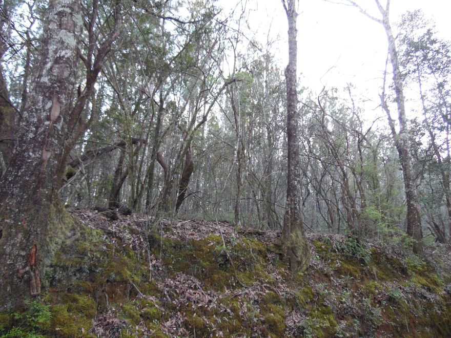 11.39 acres that corners on Williams Road and Wilkerson Road. Great location to build that dream home or place that new manufactured dream home. Easy to clear just the right amount of land and feel secluded and private. Check it out and give us a call. Subject to an up-to-date survey.