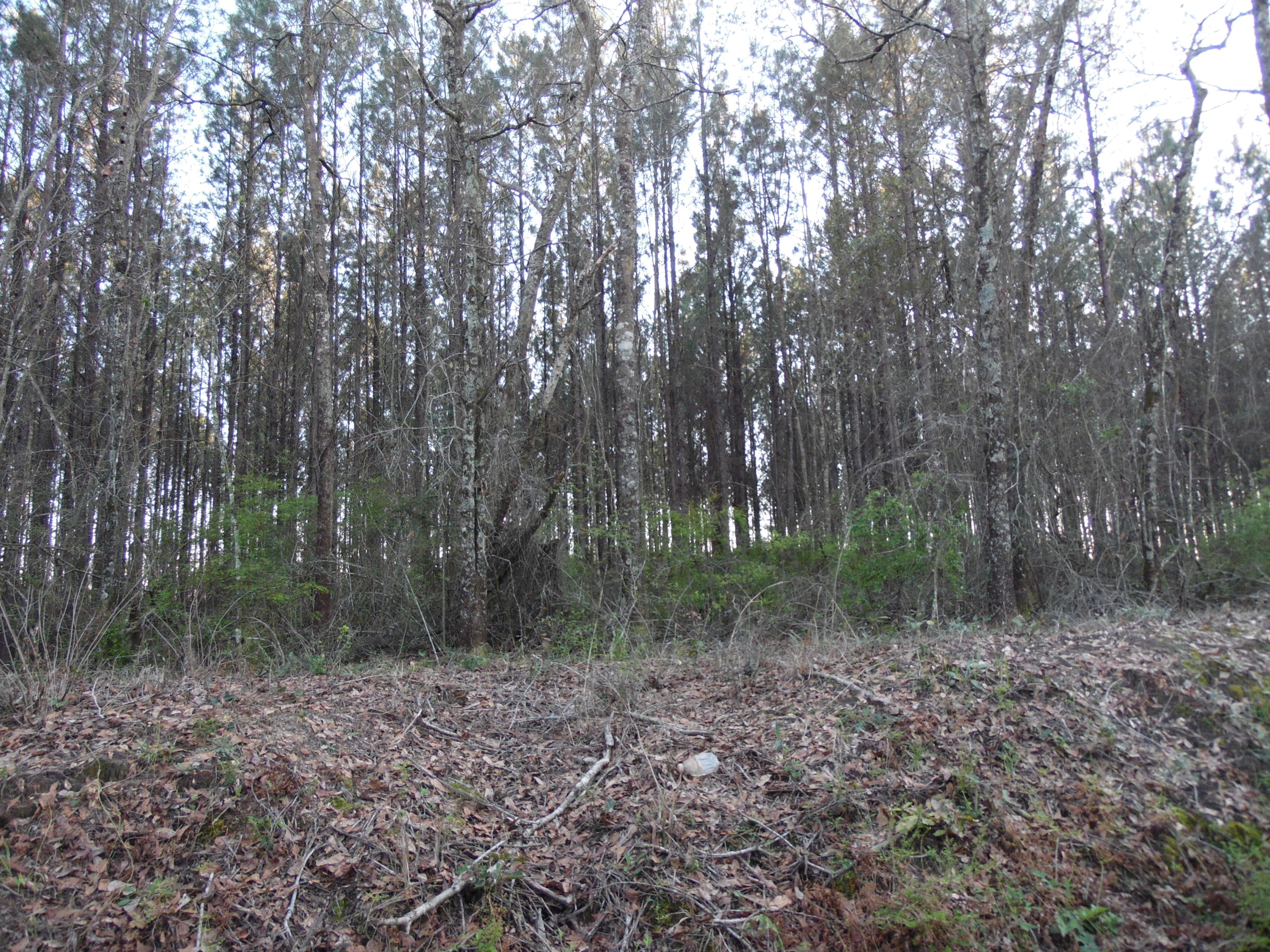 METES & BOUNDS - Land