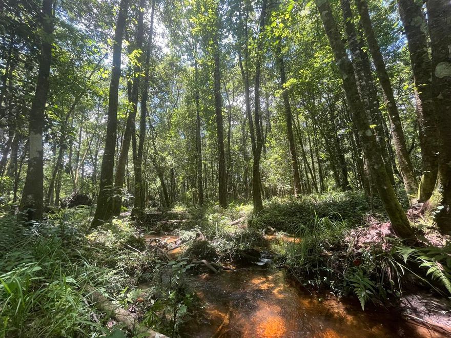 Bring your house plans or just your hunting gear, this property has a lot to offer! It is on a paved road with electricity. The property has an abundance of trees & wildlife, and there are creeks on the property. Lastly the property adjoins the Blackwater River State Forest!