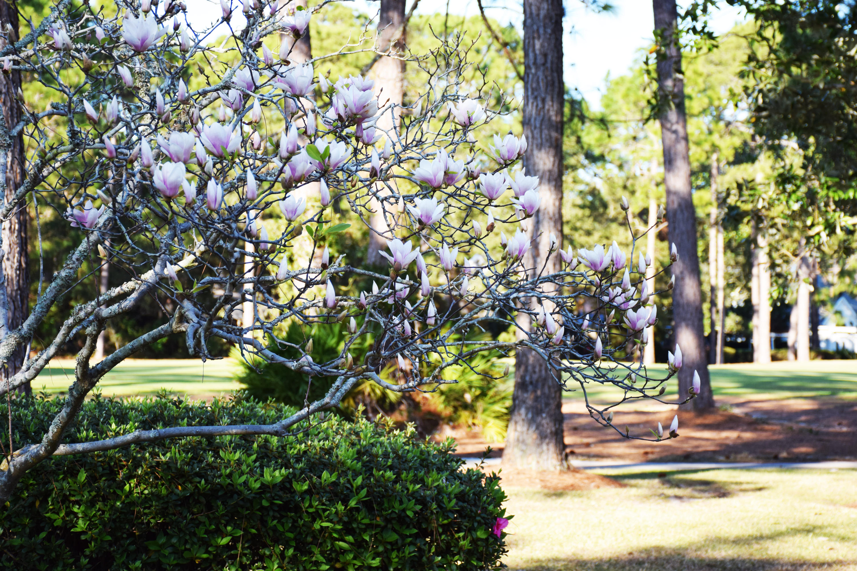 SOUTHWIND PH 2 - Residential