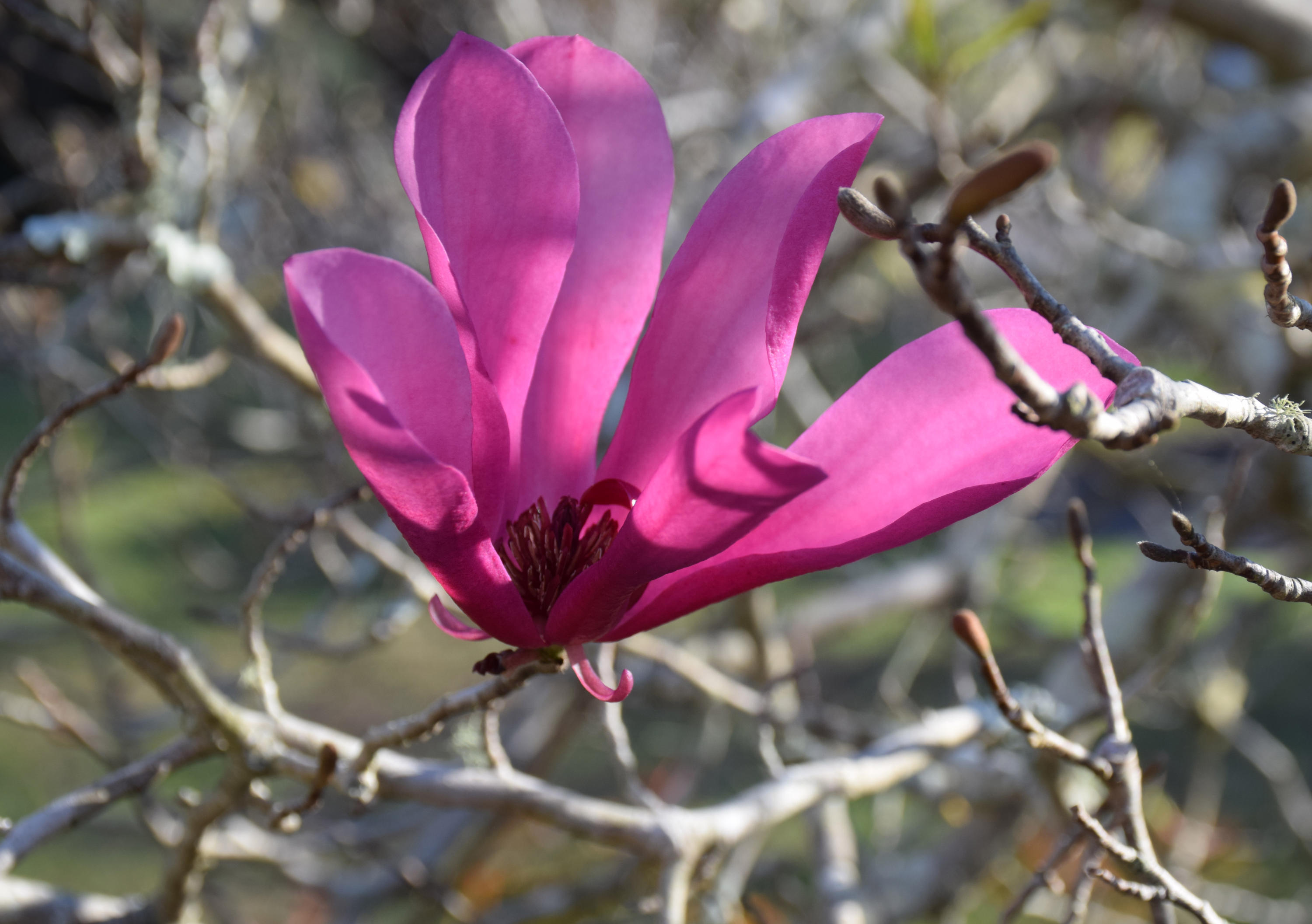 SOUTHWIND PH 2 - Residential