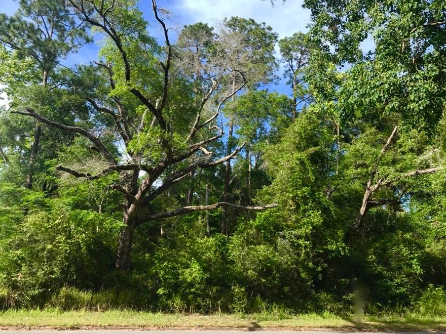 Beautiful wooded home site within walking distance to Circle Drive & historic Lake Defuniak. Very limited supply of buildablelots this close to the Historic District