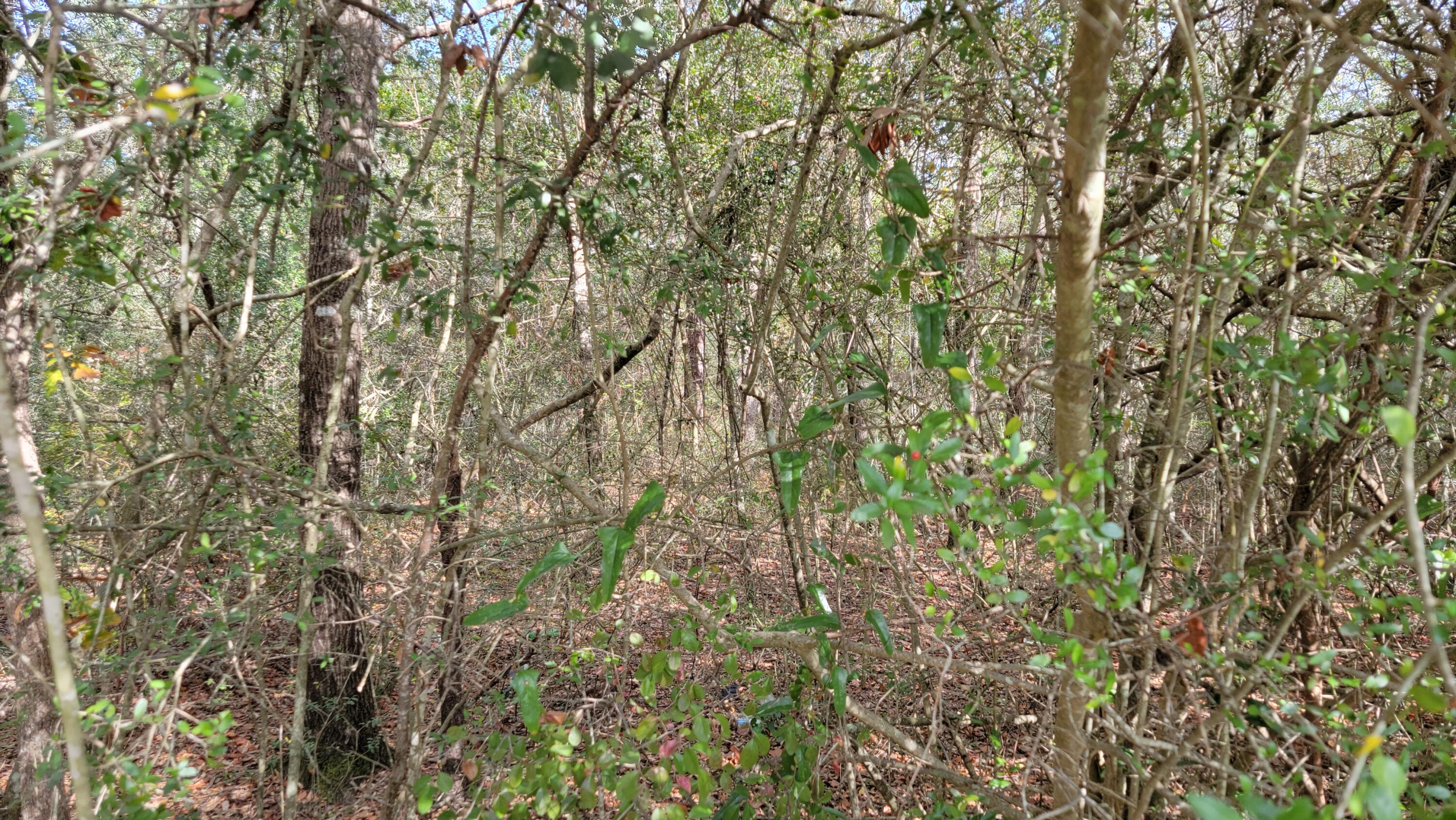 LAKE JUNIPER ESTATES UNIT 3 - Land