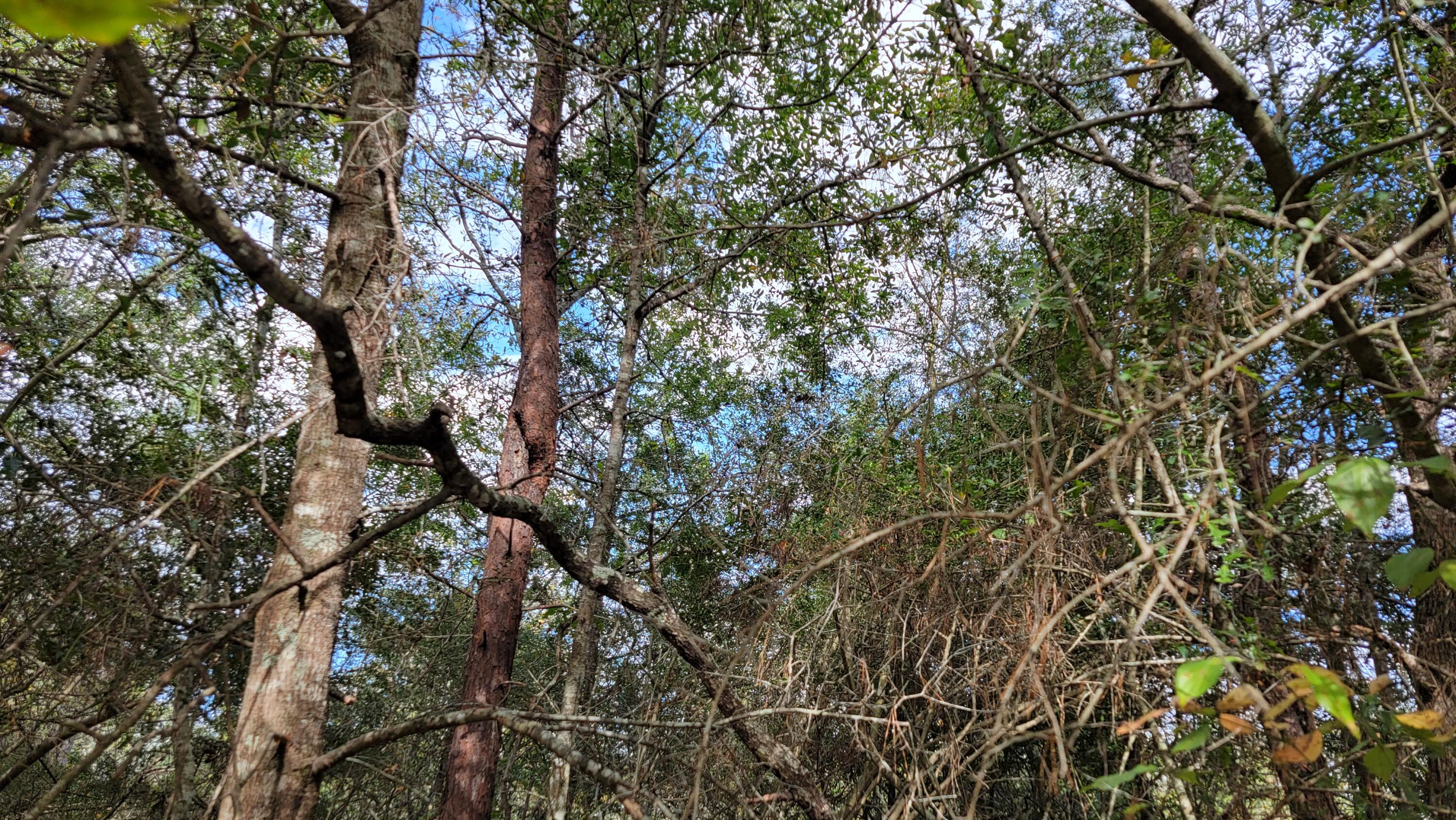 LAKE JUNIPER ESTATES UNIT 3 - Land