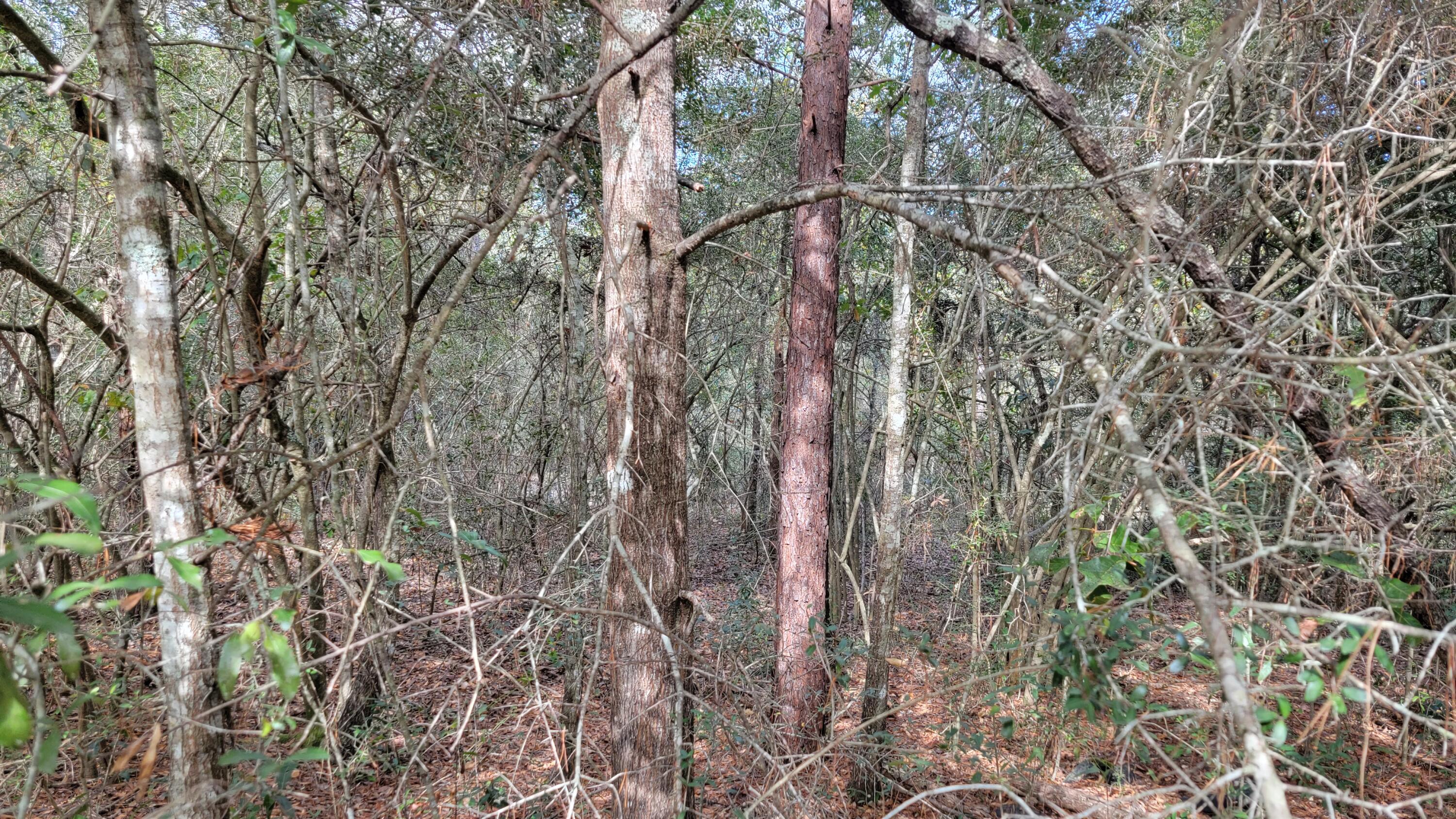 LAKE JUNIPER ESTATES UNIT 3 - Land