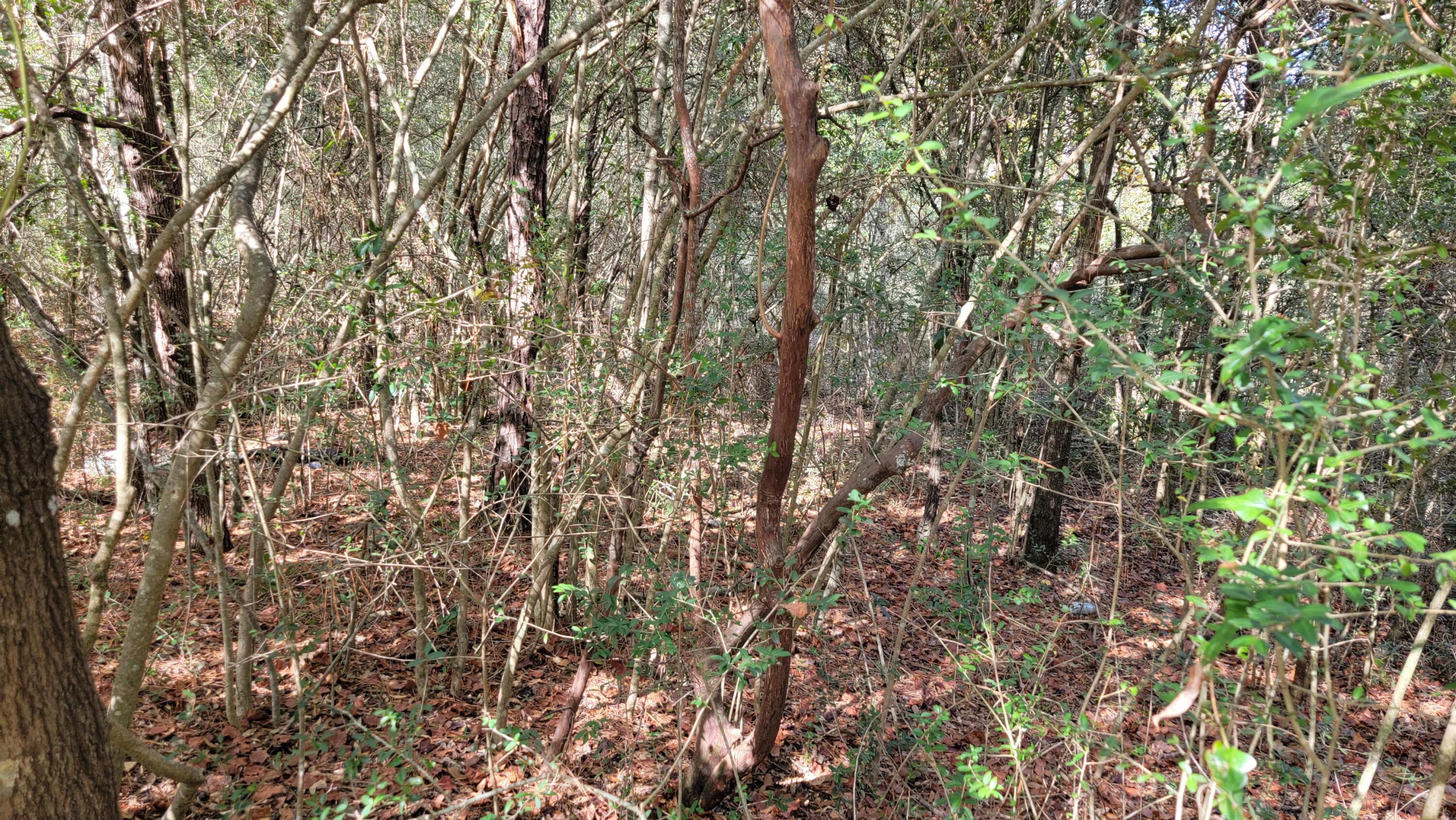 LAKE JUNIPER ESTATES UNIT 3 - Land