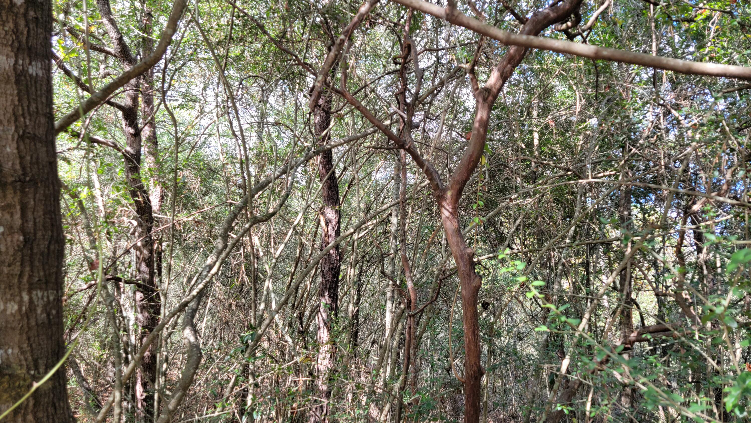 LAKE JUNIPER ESTATES UNIT 3 - Land