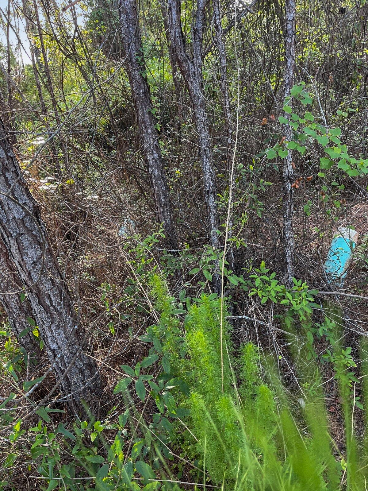 LOT 28 BLK A MACK BAYOU ESTATE S/D PB 14-25 OR 2288-1876 OR 2573-1156 OR 2654-3694 - Land