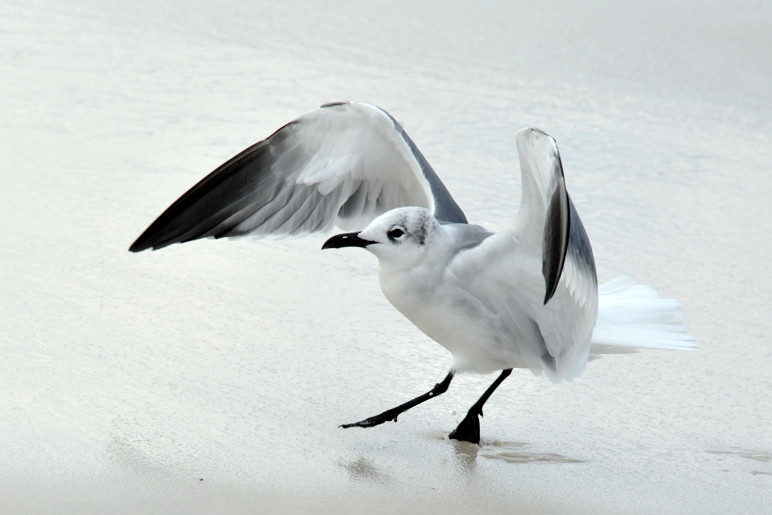 FRANGISTA BEACH 2ND ADDN - Land