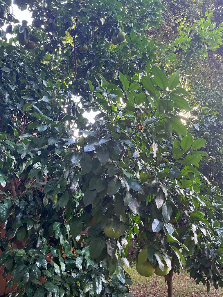 BLUEWATER BAY VILLAGE 1A - Residential