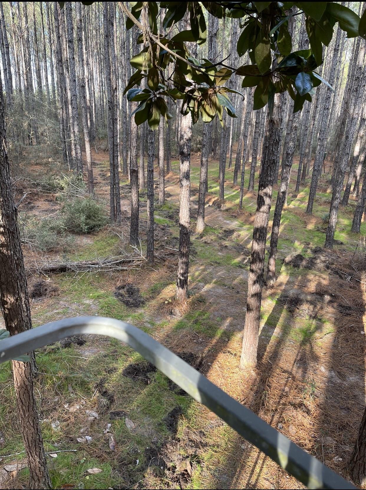 WALTON PLANTATION - Land