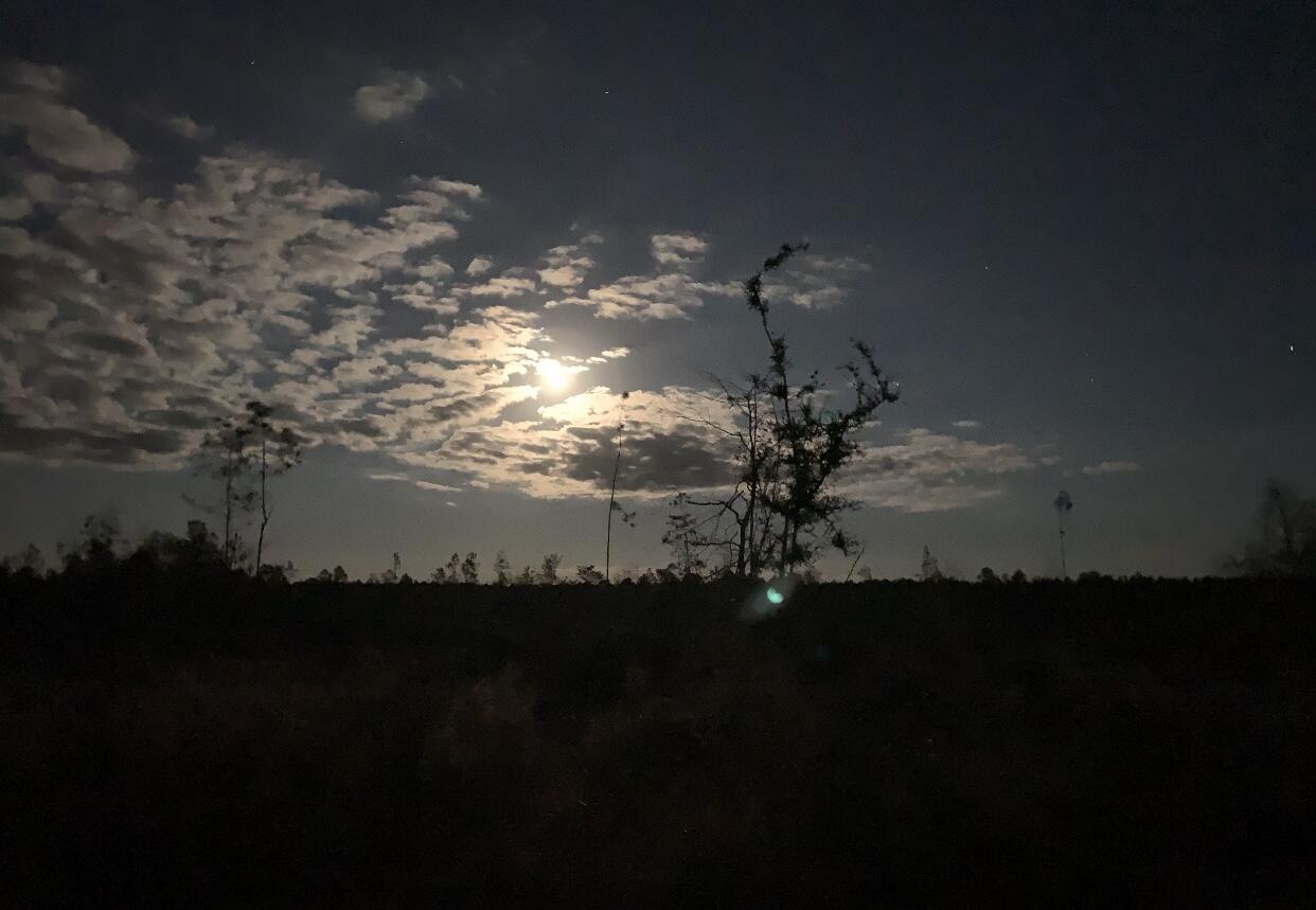 WALTON PLANTATION - Land