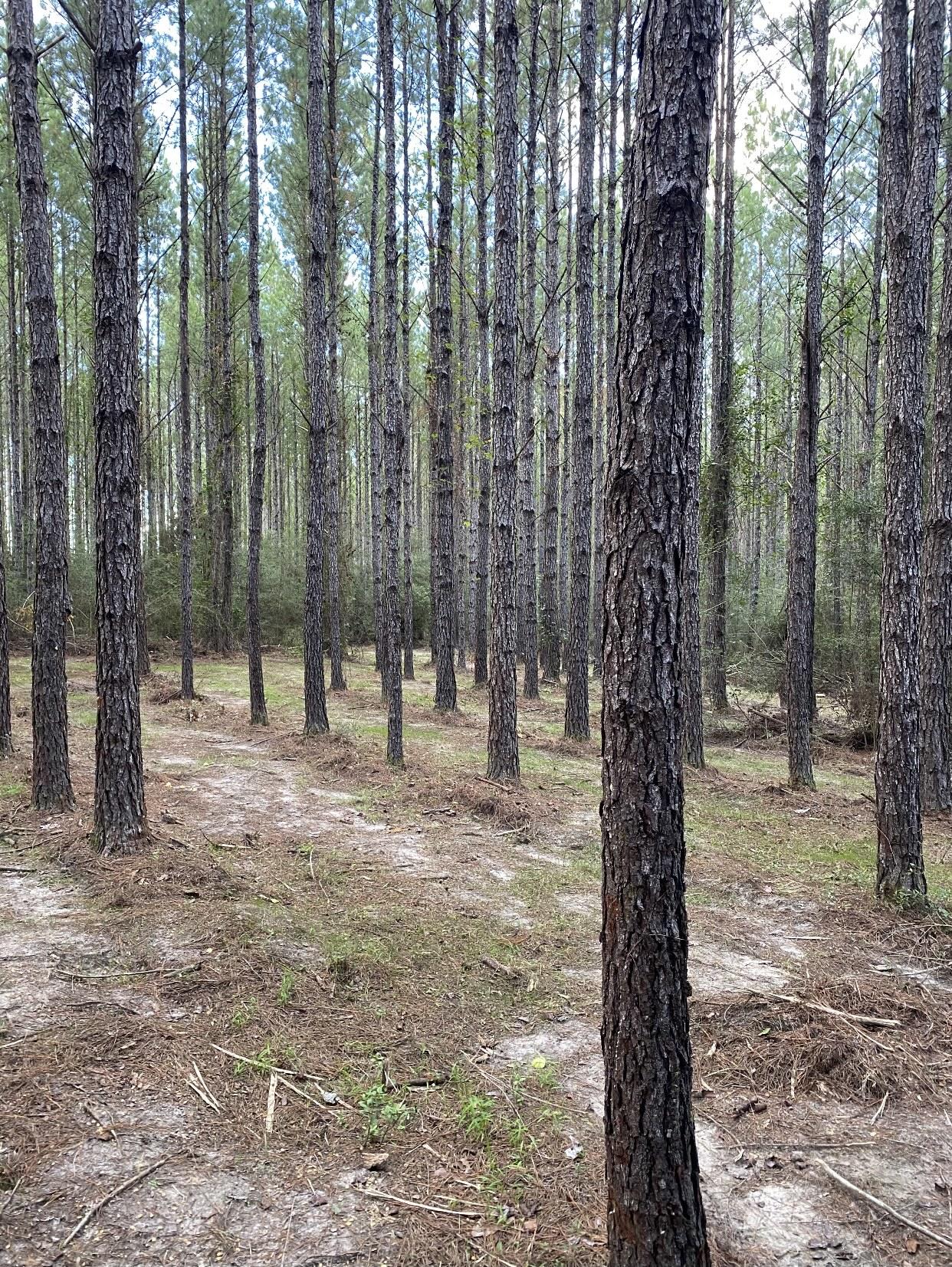 WALTON PLANTATION - Land