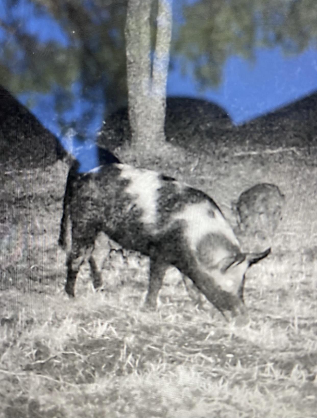 WALTON PLANTATION - Land