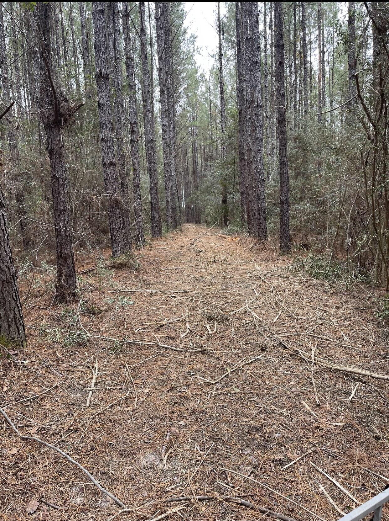 WALTON PLANTATION - Land