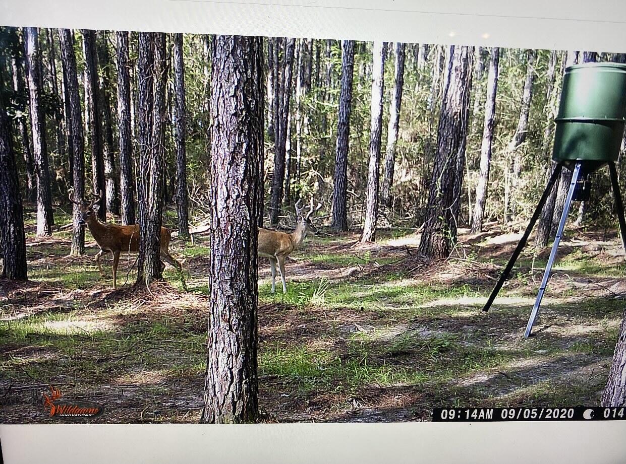 WALTON PLANTATION - Land