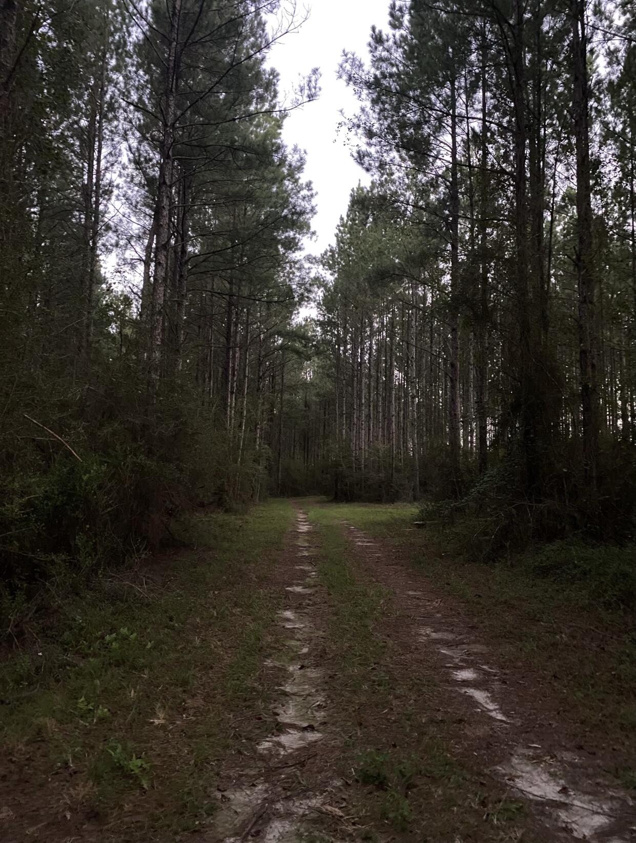 WALTON PLANTATION - Land