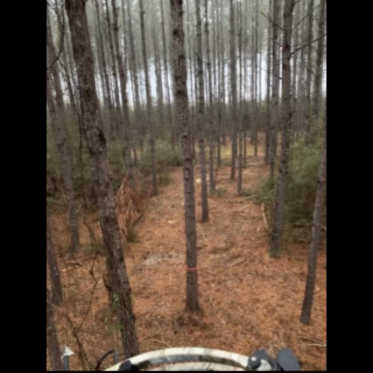 WALTON PLANTATION - Land