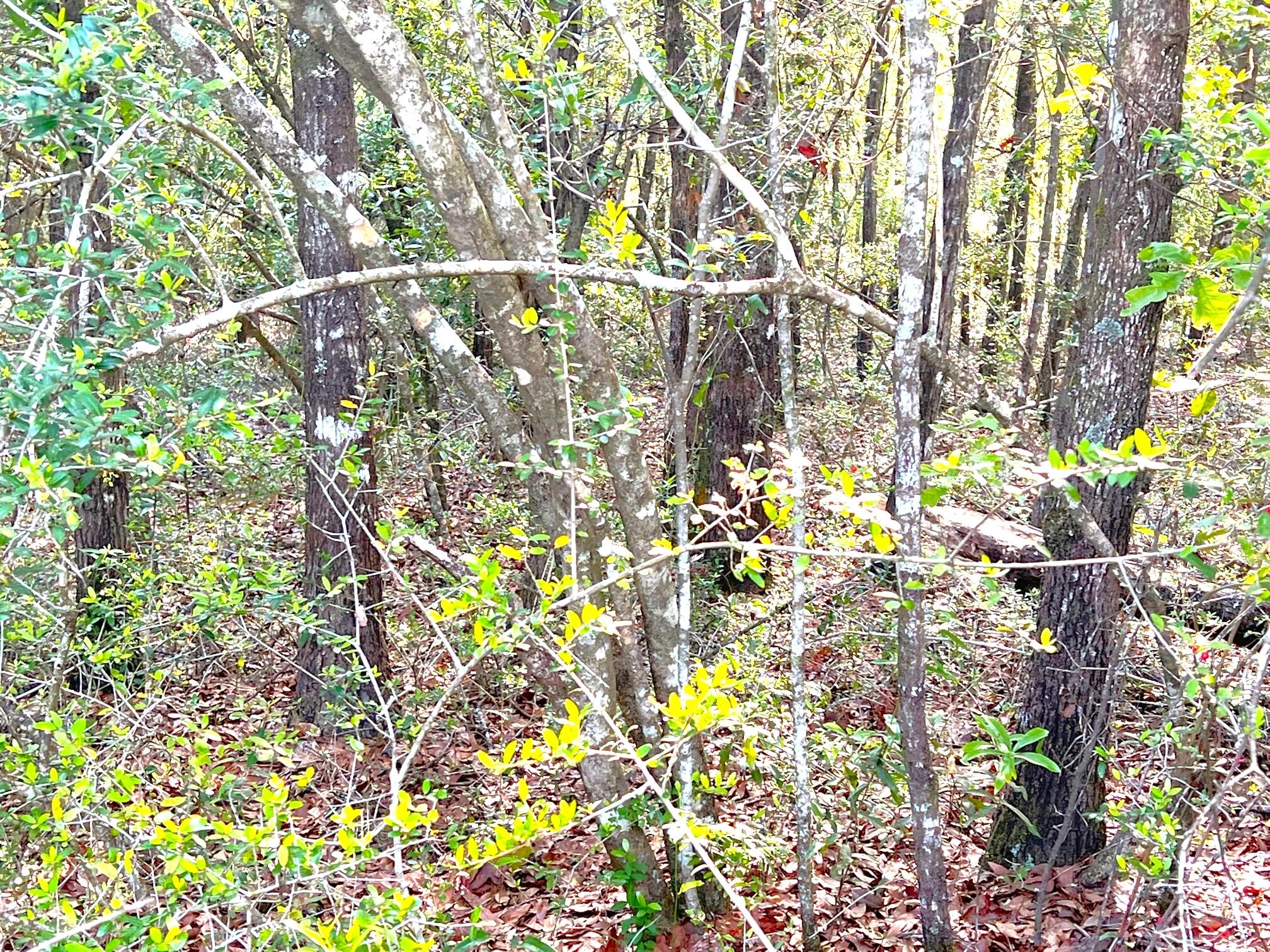 SPRING HILL ESTATES - Land