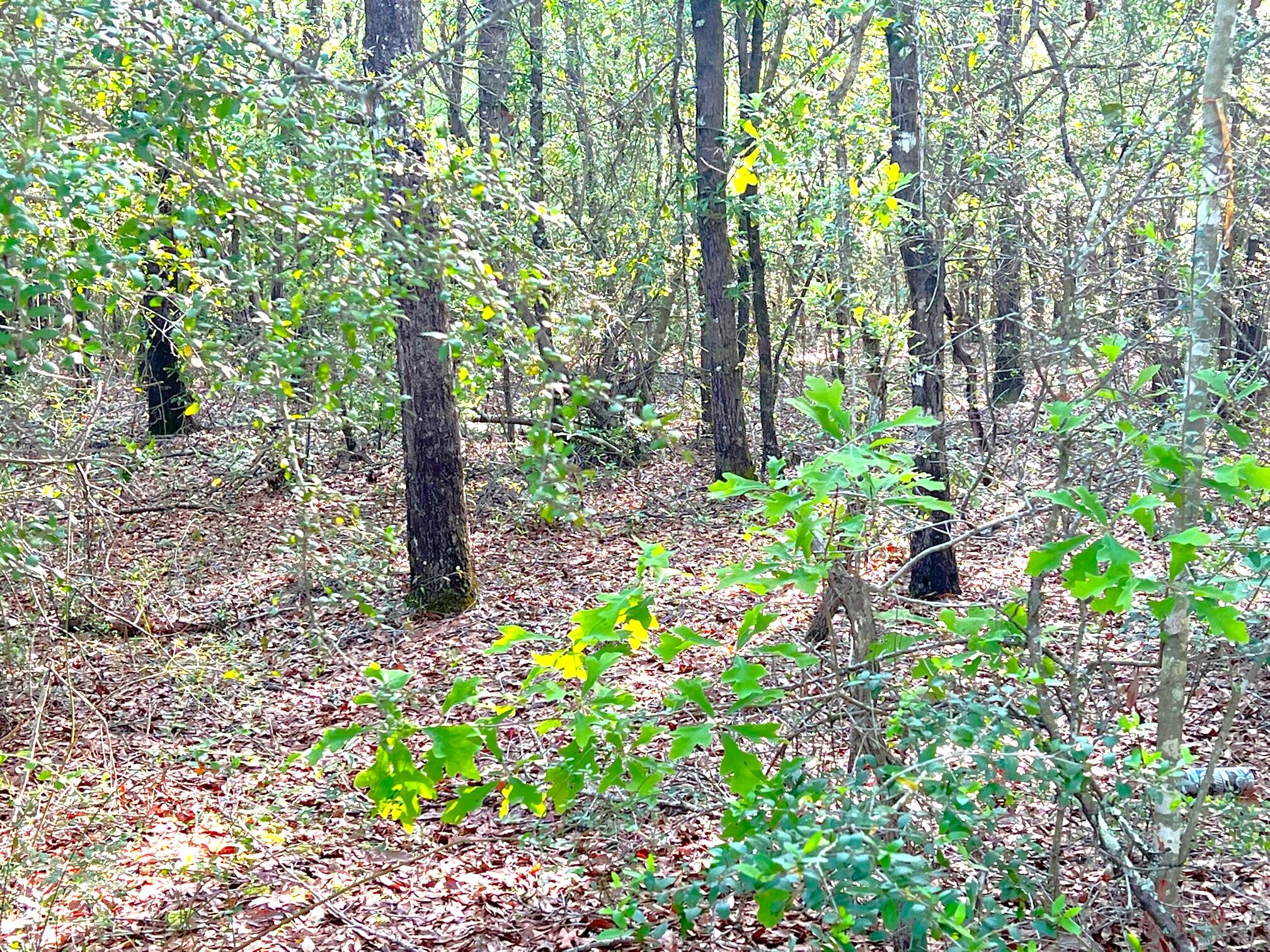 SPRING HILL ESTATES - Land