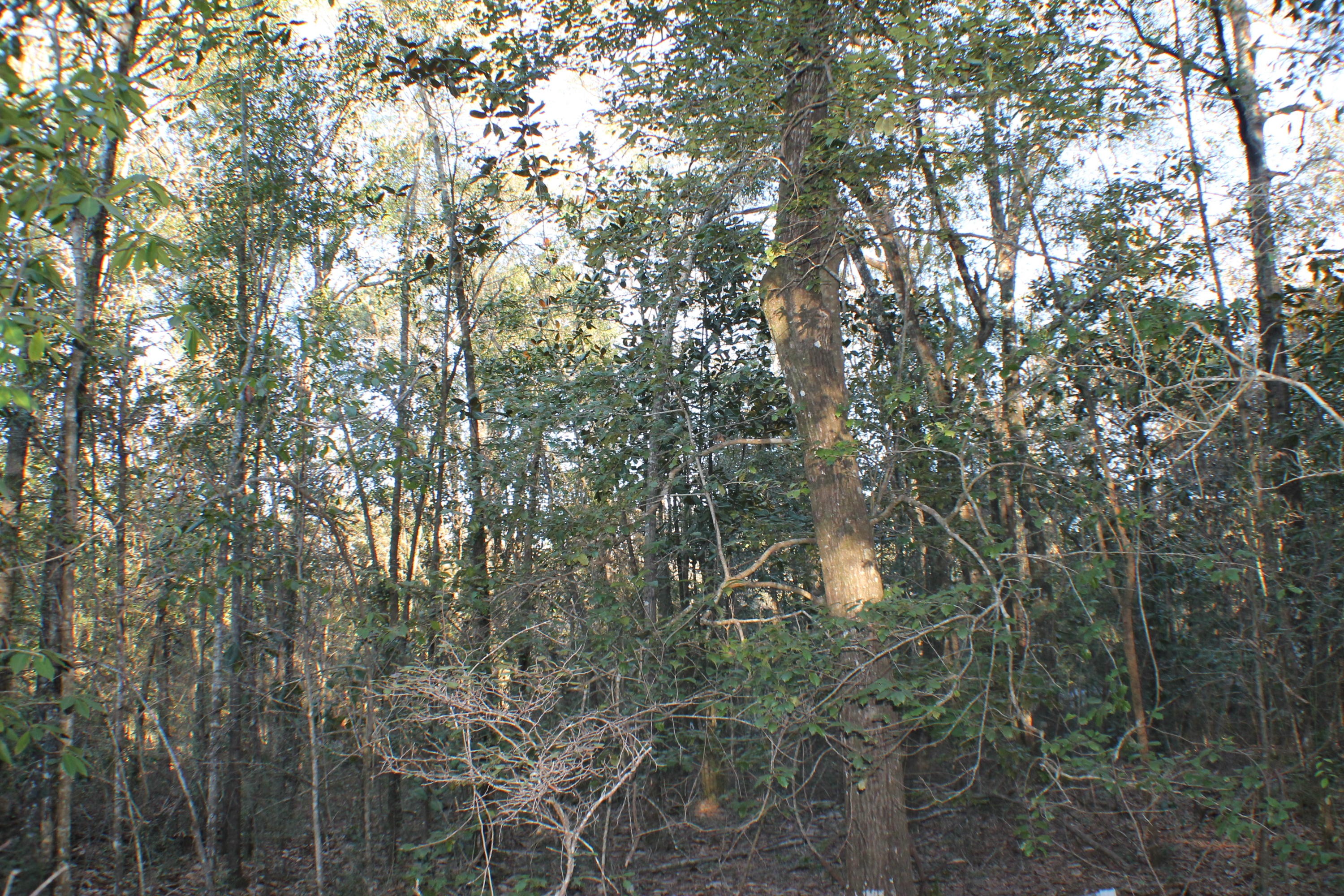 METES & BOUNDS - Land