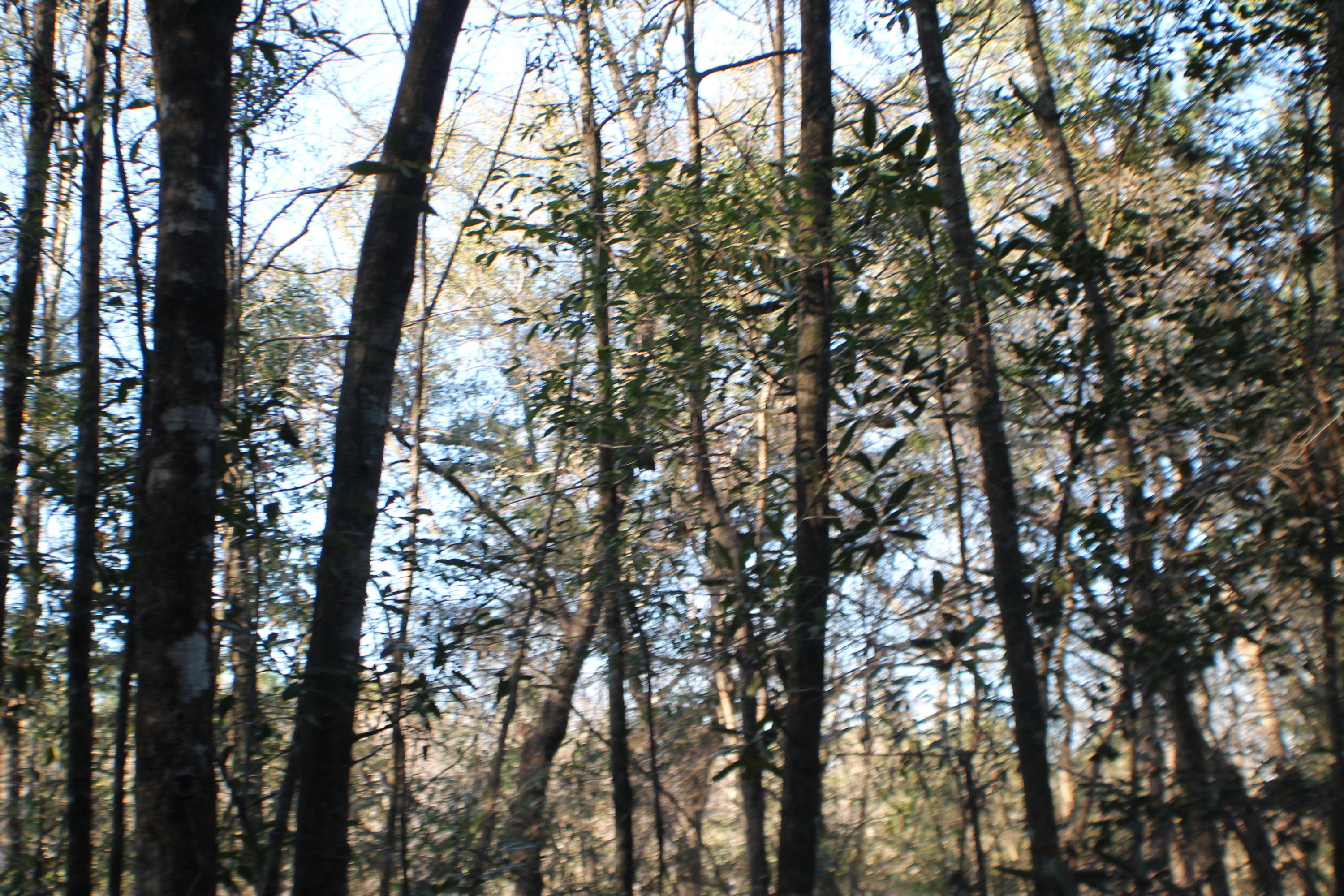 METES & BOUNDS - Land