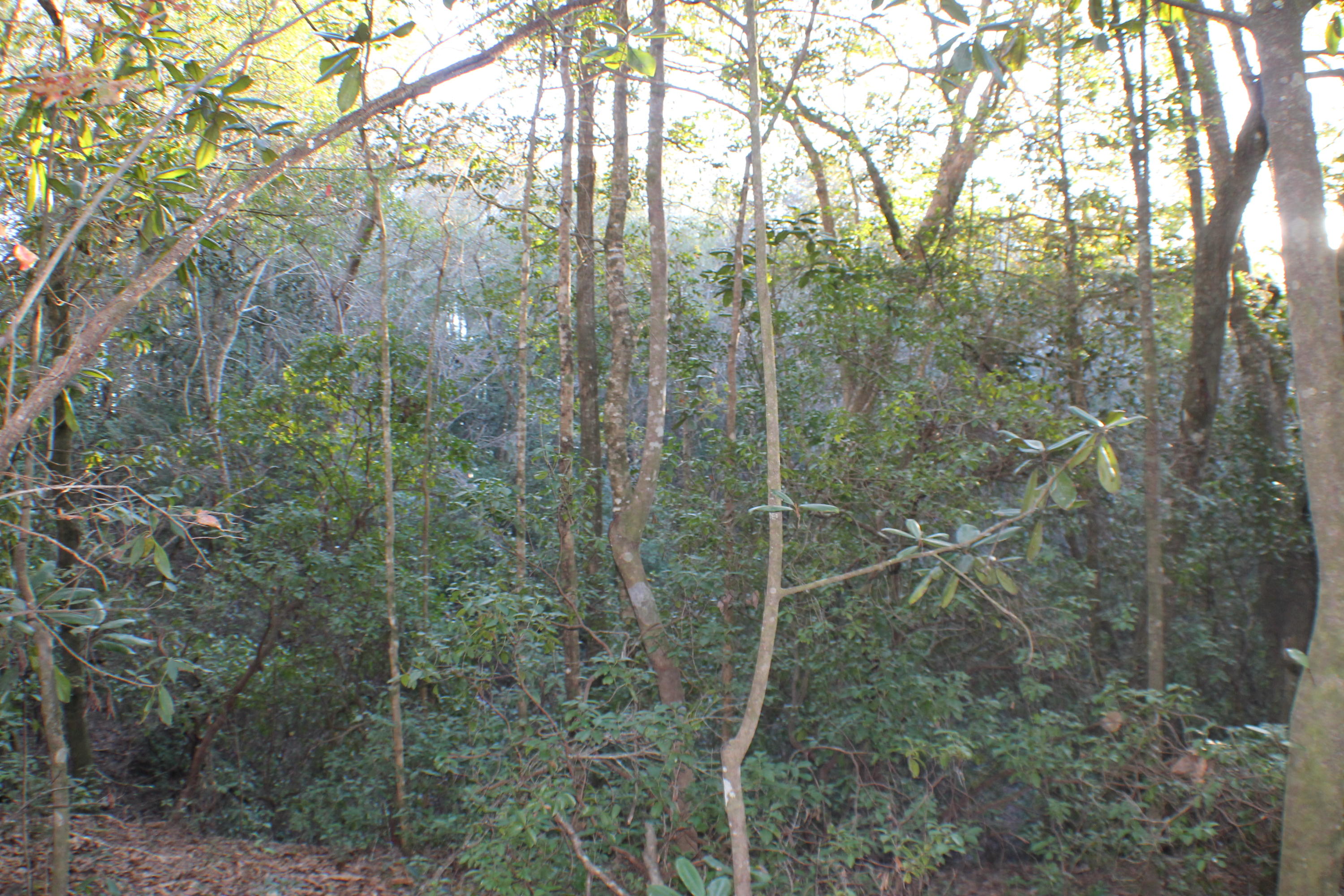 METES & BOUNDS - Land