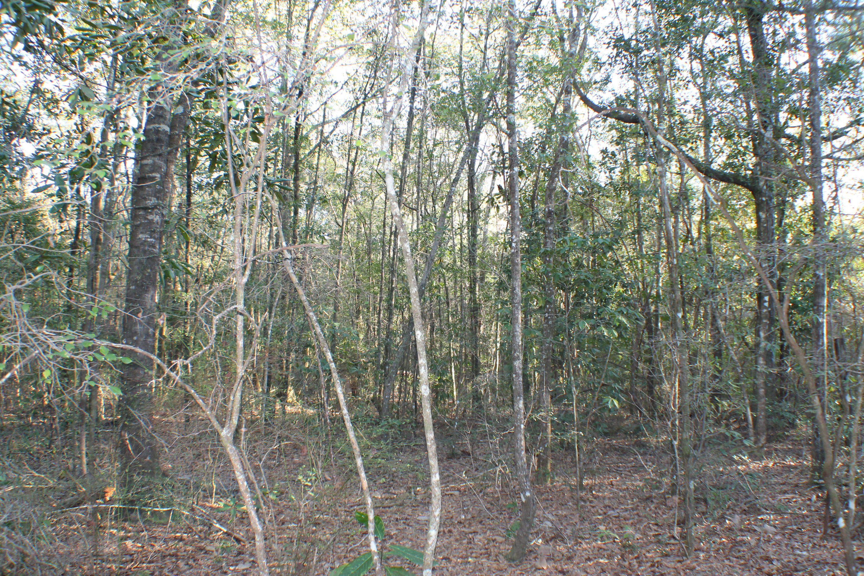 METES & BOUNDS - Land