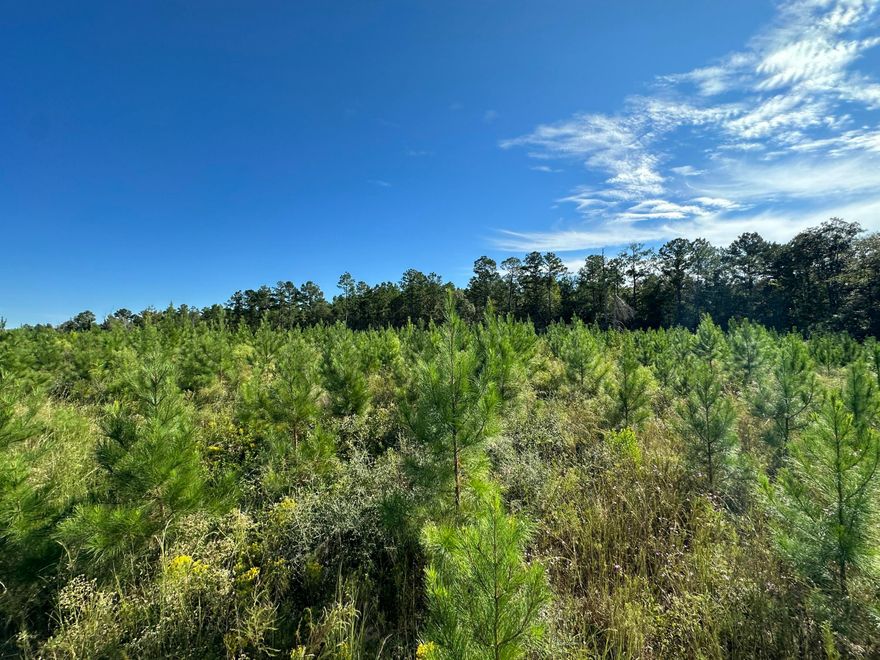 Northwest Florida timber/Homestead paradise! Approximately 3/4 miles from Hwy 85. Bring the four-wheeler, tree stand, and the Barndominimum plans! The whipporwhills still sing, and the stars are bright! Short commute to town, but rural, partly zoned Rural Residential. Millside Road, Laurel Hill, 48.34 AC+/- Parcel with additional land available if you desire a bigger piece of paradise. The county is working on paving plans for Millside Rd. Attention: Viewing by Appointment only - Property is currently under 2024-2025 Hunting Season lease which ends July 31, 2025.