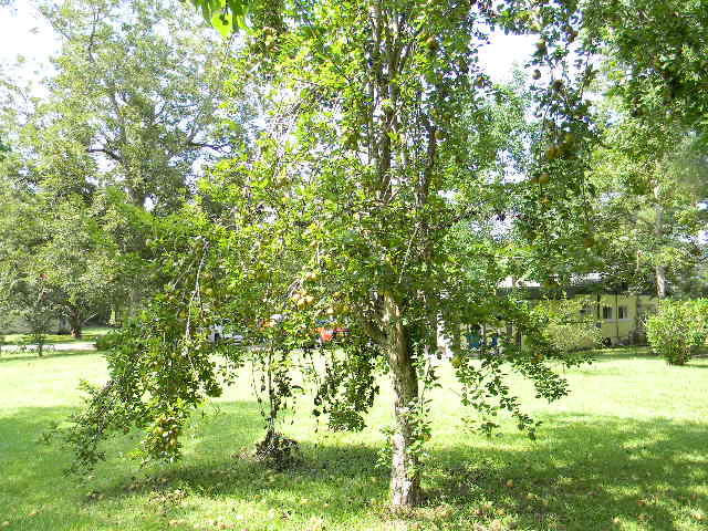 FAIRVIEW ADDN TO LAUREL HILL - Residential