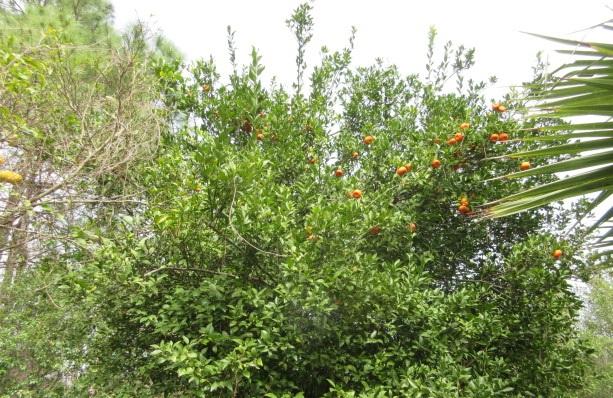 BEACH HIGHLAND 1ST ADD - Residential