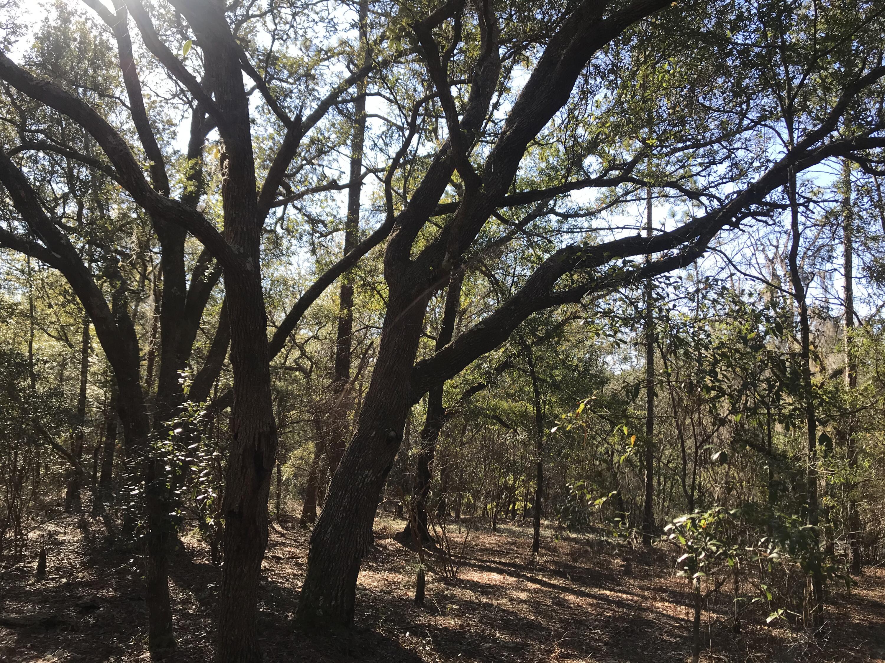 If you love the great outdoors and want some space for hunting, horses, or just a beautiful place to put a home, search no further! This 40+/-acres is zone agricultural and is just minutes from the interstate and 45 minutes to the white sandy beaches.