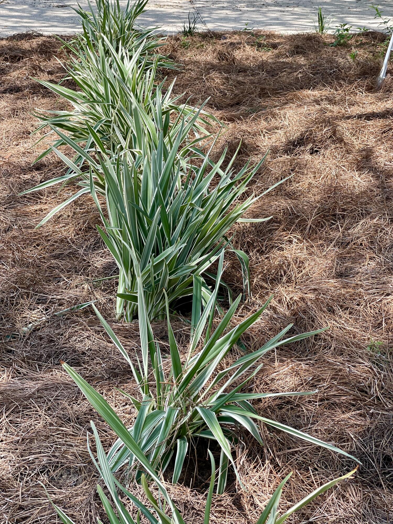 Niceville Creek Side - Residential