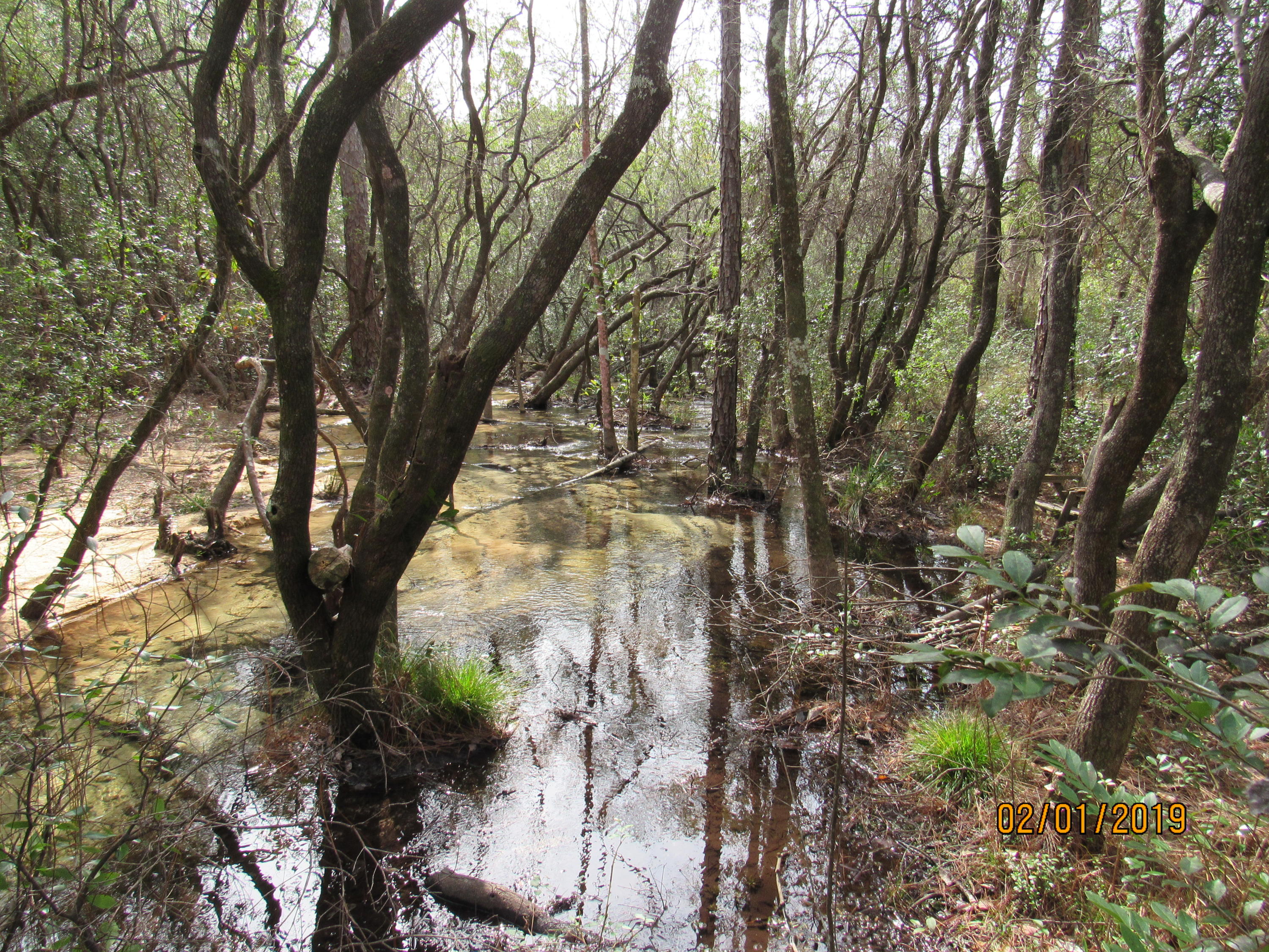Beautiful wooded land perfect for someone looking to have a new, custom home built in the country! Also a great buy for a builder (can build one home per acre, so 5 homes total). Lot 2 tap fee has been paid and water line exists as well as recent survey. Lot 3 has been flagged. Beautiful, clear creek in the middle of both parcels about 10 ft wide and 1-2 ft deep. No mobile homes allowed.
