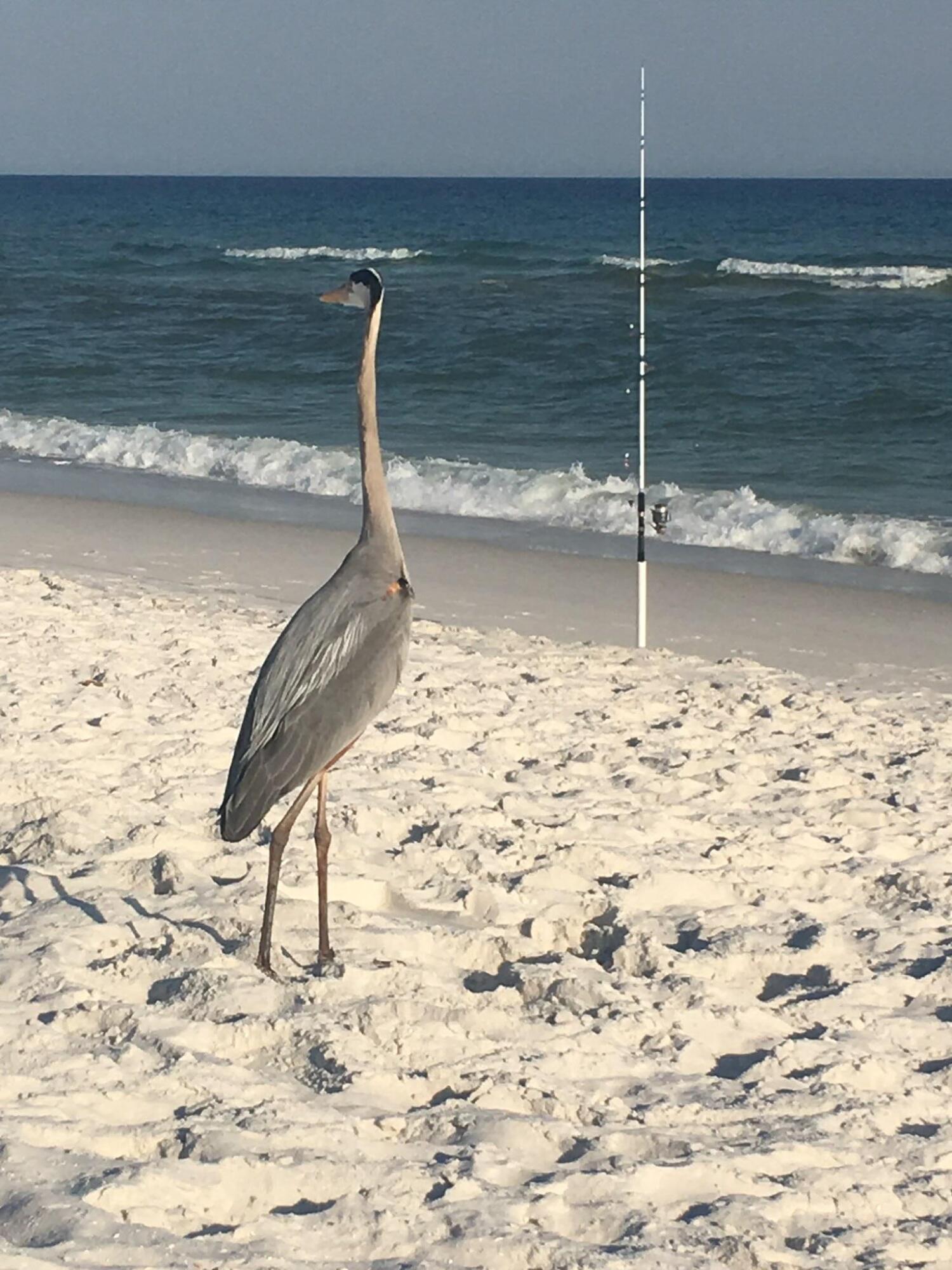 NAVARRE BEACH RESIDENTIAL - Residential