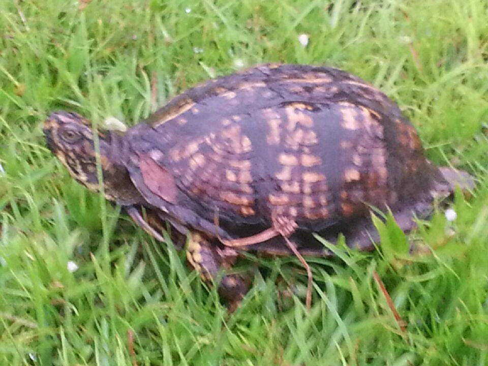 NORTHVIEW ESTATES 5TH ADDN - Residential