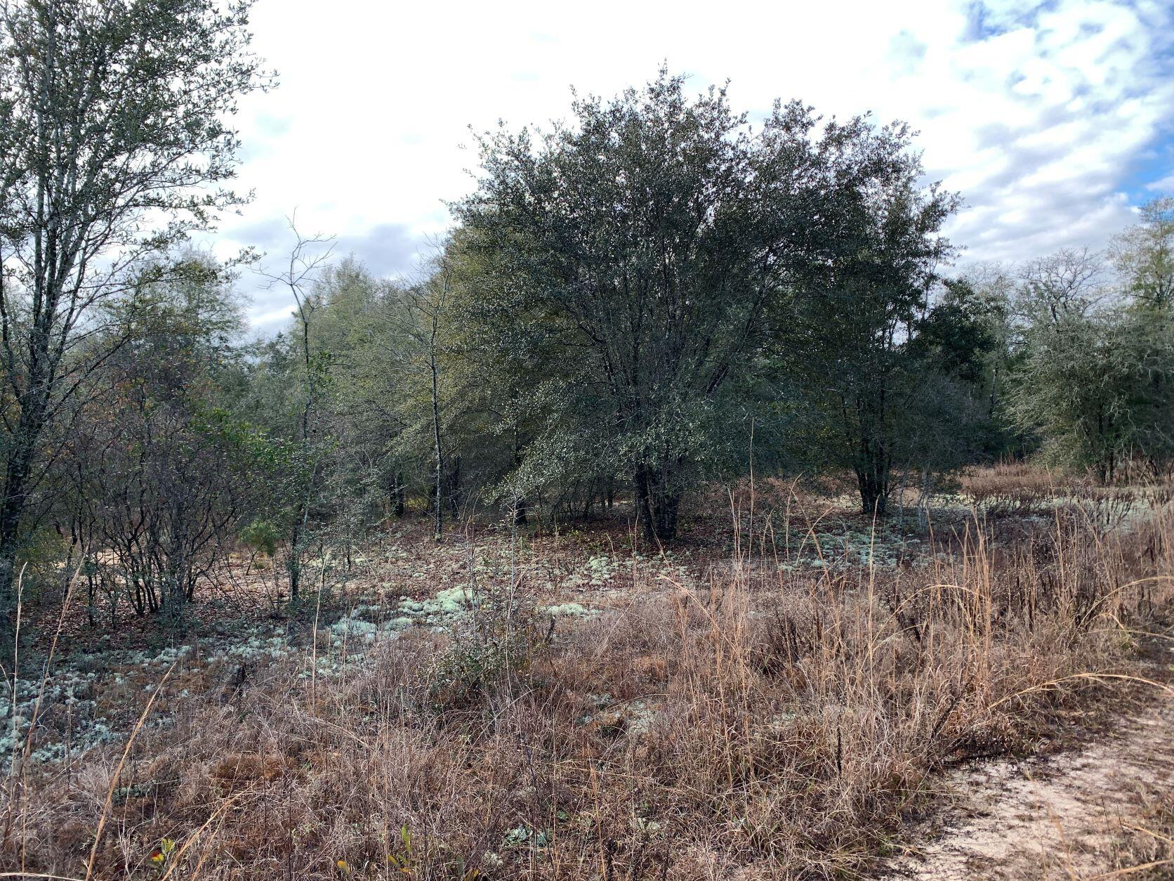 Don't let this one get away! This 2 acres is an easy drive to Freeport or south Walton. Situated on Rock Hill Rd, this is a rare find. About 4 miles south of I-10, 36 miles to Pier Park at Panama City Beach, and 19 miles to Hwy 98 in Santa Rosa Beach. No HOA.