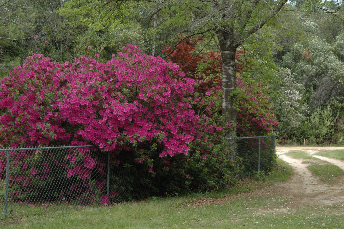 Woodlands/Clear Creek - Residential