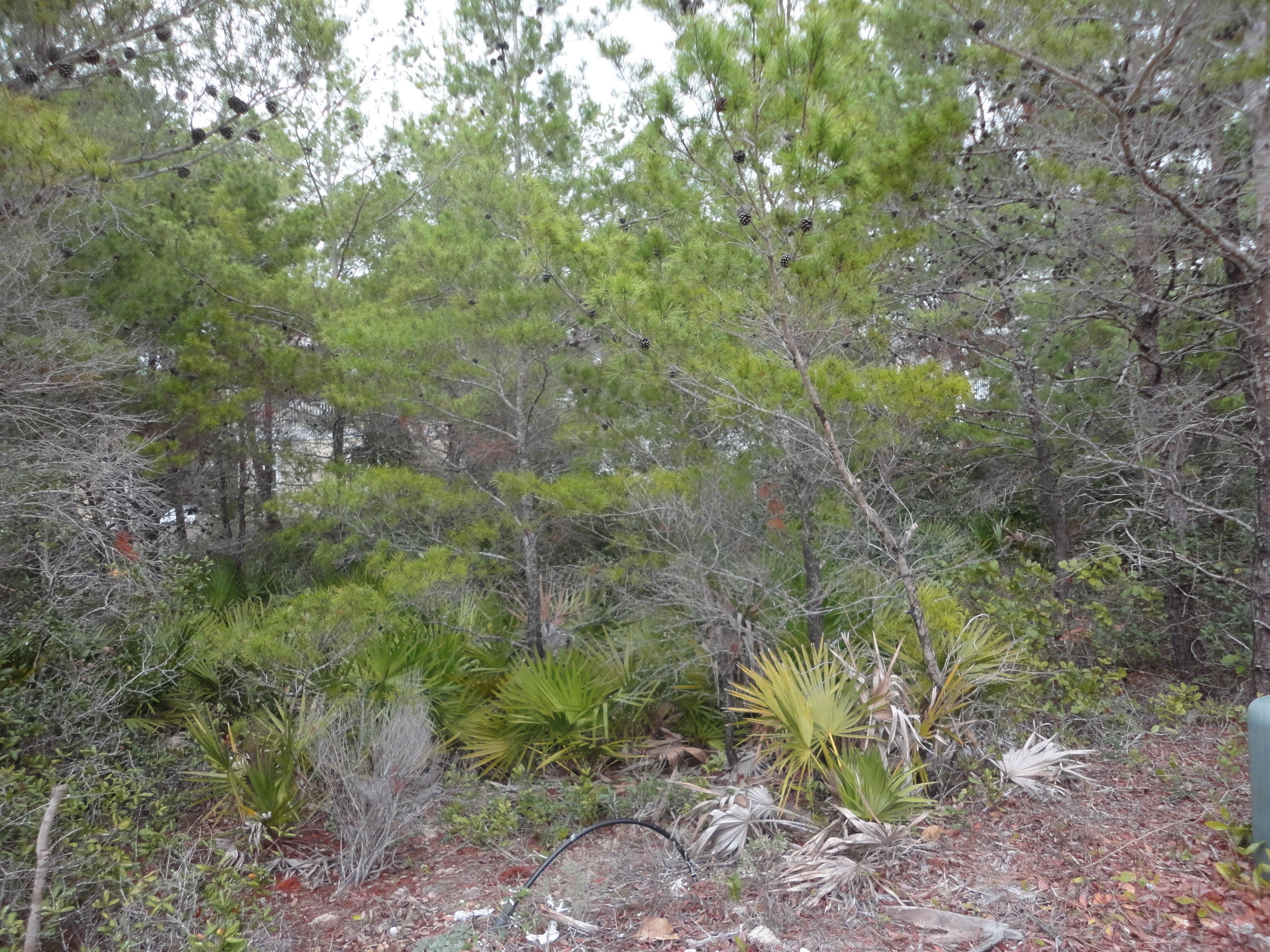 VILLAGE OF WHITE CLIFFS THE - Land