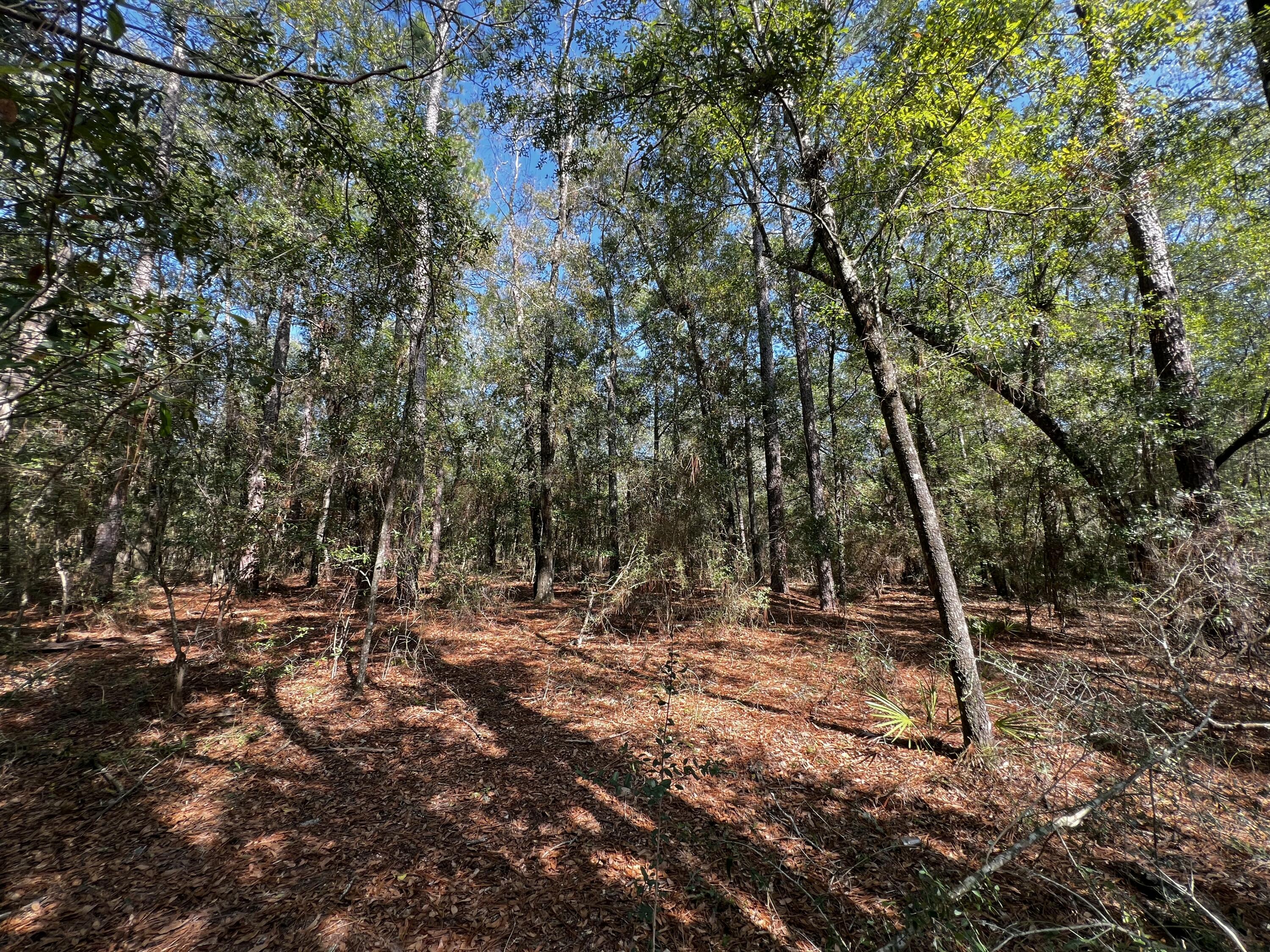 Escape to Nature: Your Dream Retreat Awaits!Discover the perfect canvas for your country getaway in the serene woods! This parcel of land offers you the opportunity to build your dream home or create a cozy camp retreat. Picture yourself just steps away from the pristine, spring-fed Deer Lake and the tranquil Burnt Grocery Creek, both of which are surrounded by one of Florida's most scenic trails, ideal for hiking, backpacking, and horseback riding.This idyllic location is a haven for nature lovers, offering endless possibilities for outdoor activities such as hiking, canoeing, fishing, and even farming. Whether you envision a peaceful retreat, a campsite for family gatherings, or a space for travel trailers, this property is full of potential.Nestled within the protective boundaries of Black Water Forest State Park, Deer Lake Estates ensures that your tranquil surroundings remain undisturbed by future development. access to HWY 90, fire station, shopping and roughly 31 miles to have your toes in "squeaky sand" on Navarre Beach.
*Please use (Google Maps) and search Turkey Trail Milton FL for correct property directions Deer Lake Estates
Buyer to verify any and all information deemed important to them. Permission to walk the property is required. All measurements are estimates. There is not a current survey on file.