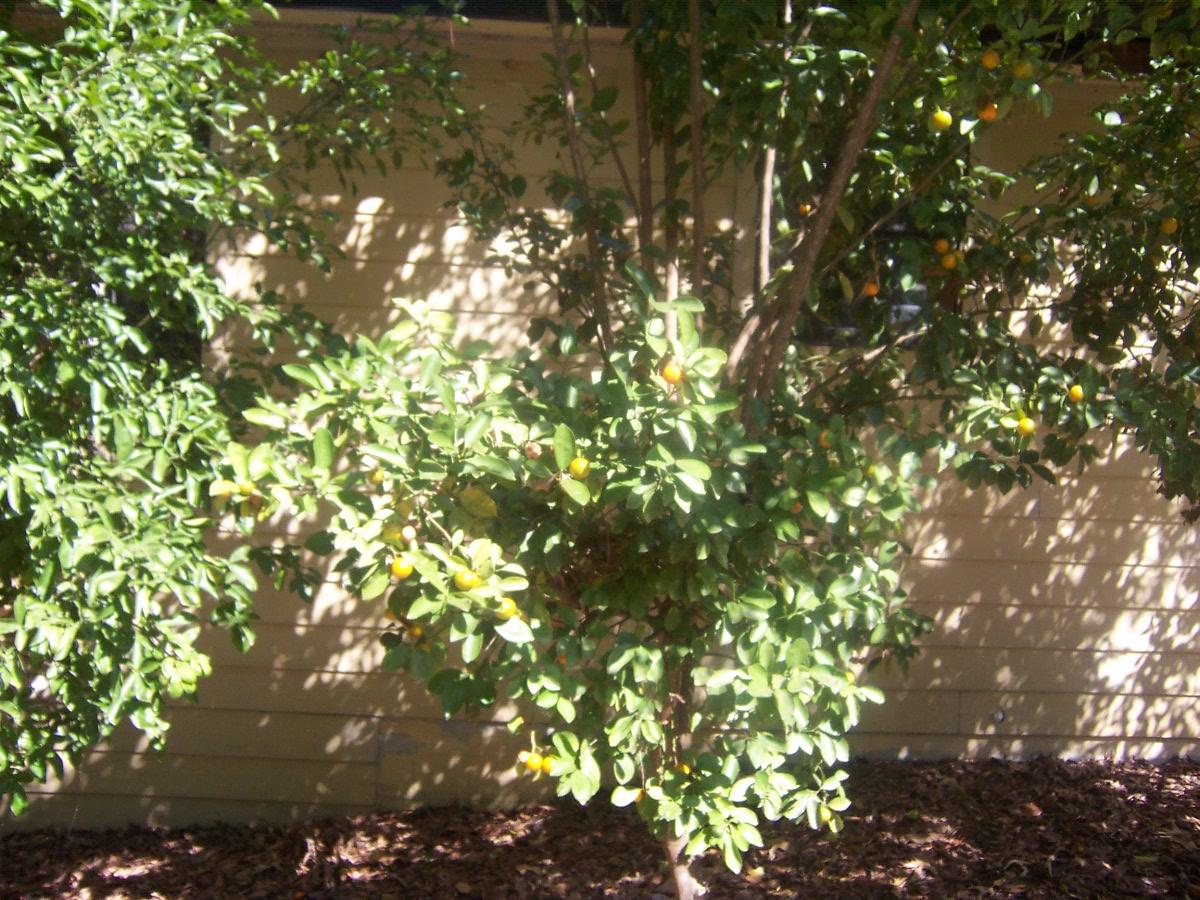 SPRING LAKE ESTATES - Residential